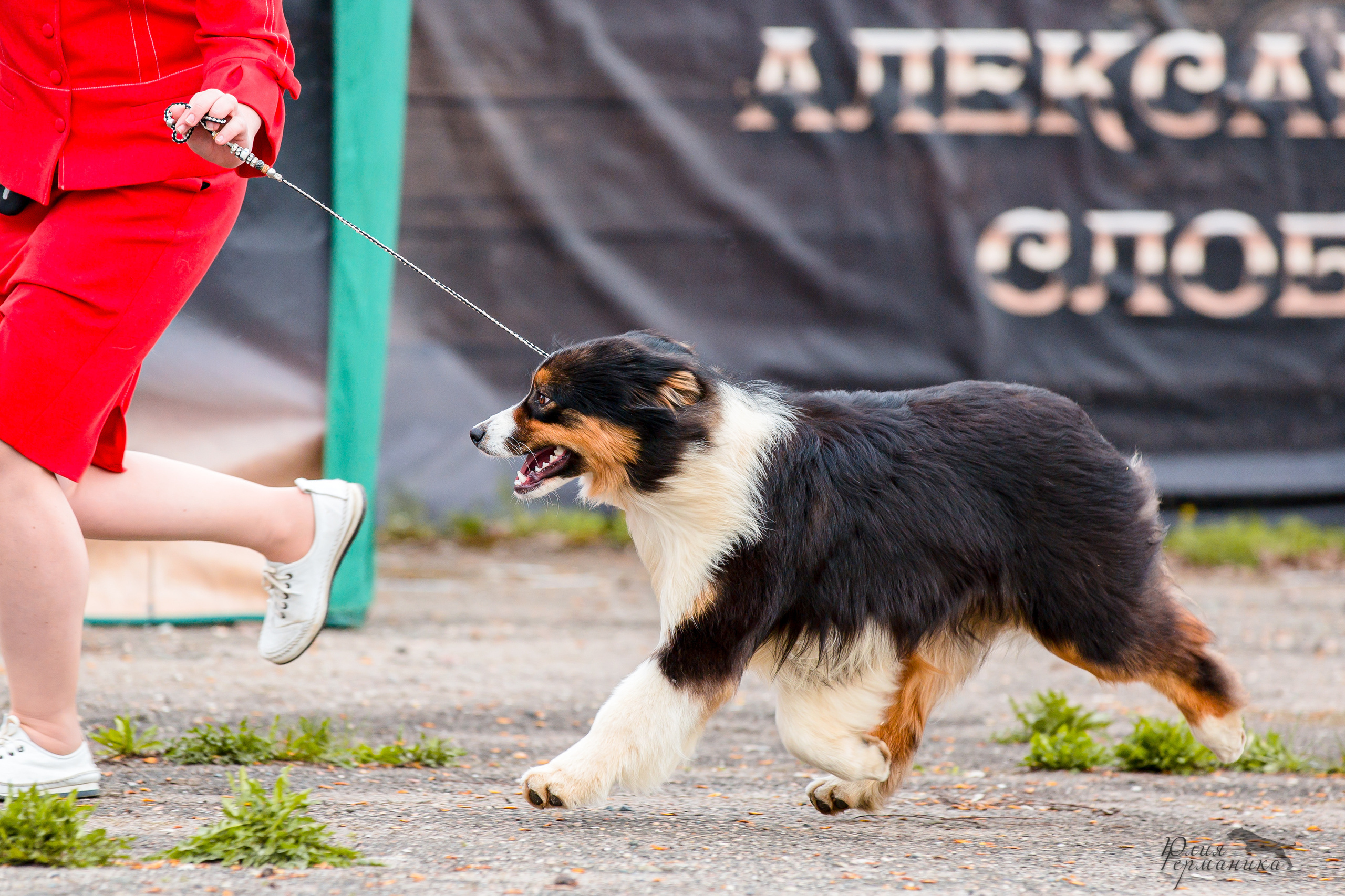 Александров 2хСАС 8 мая 2022. Фотограф-анималист Юлия Германика