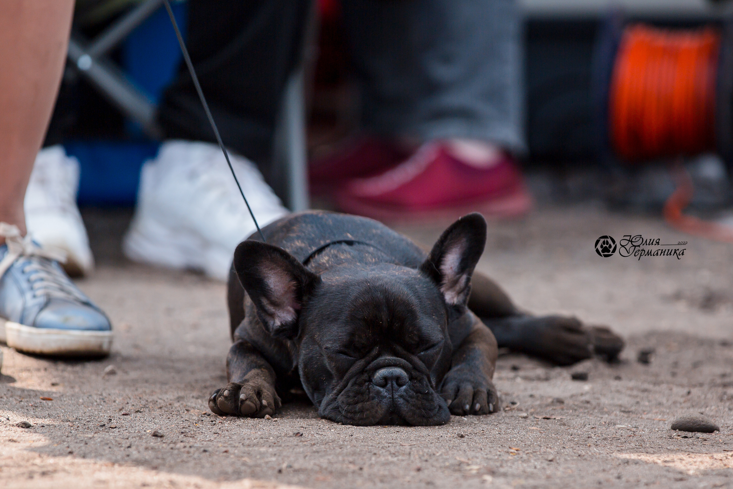 Александров 2хСАС 8 мая 2022. Фотограф-анималист Юлия Германика