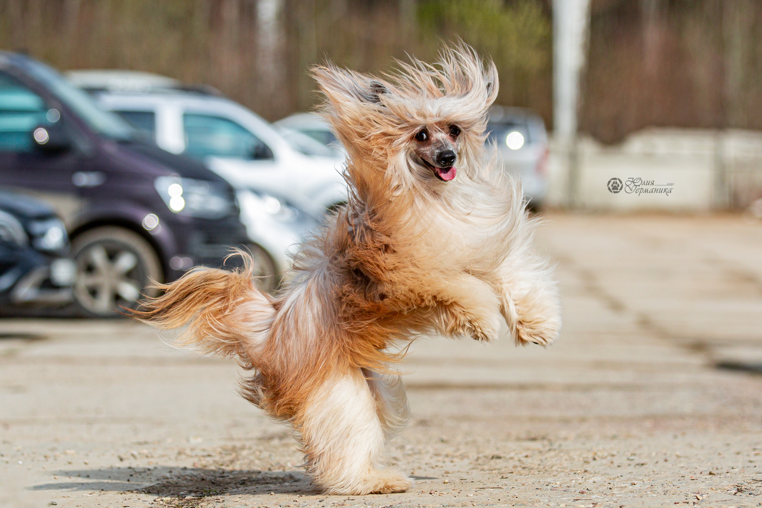 Сергиев Посад 23.04.2022. Фотограф-анималист Юлия Германика