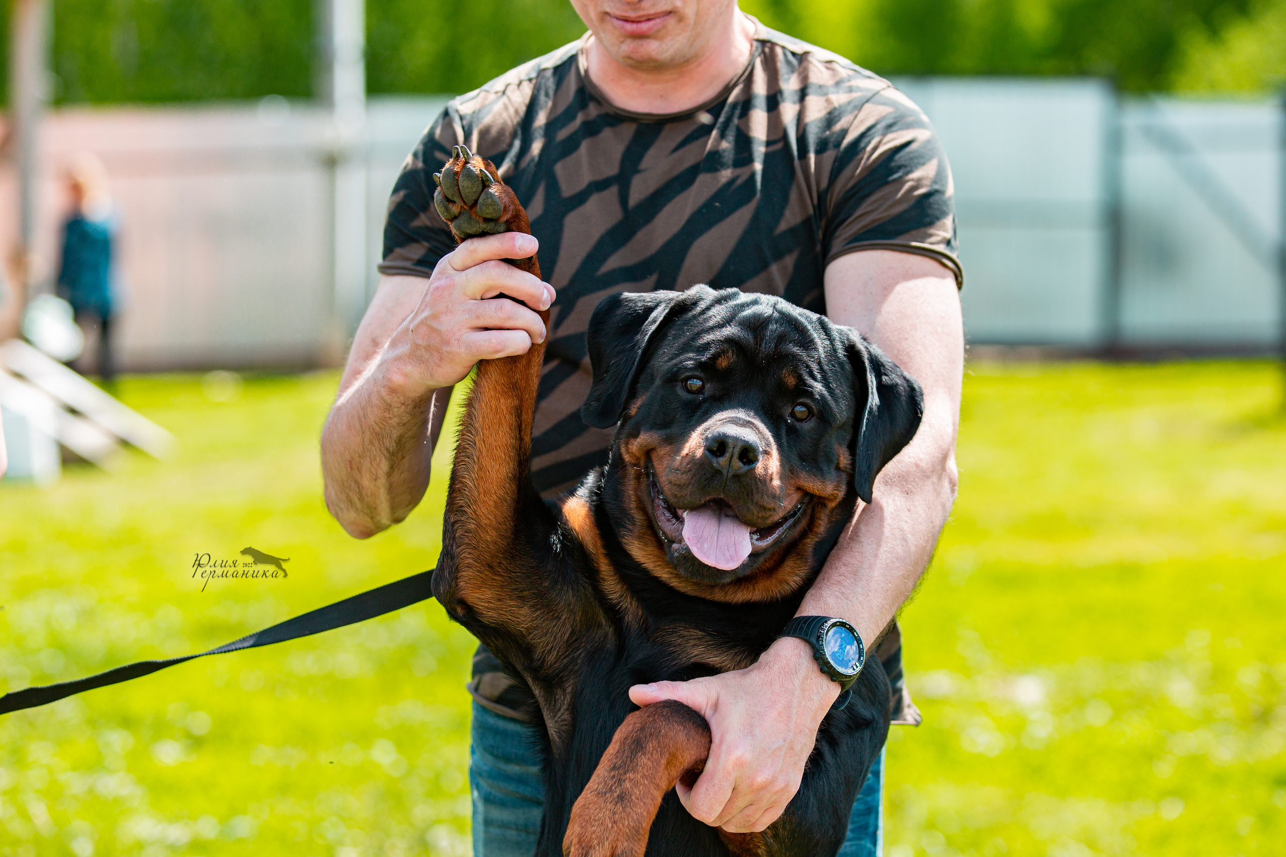 Нижний Новгород моно ротвейлеров 4 июня 2022. Фотограф-анималист Юлия Германика