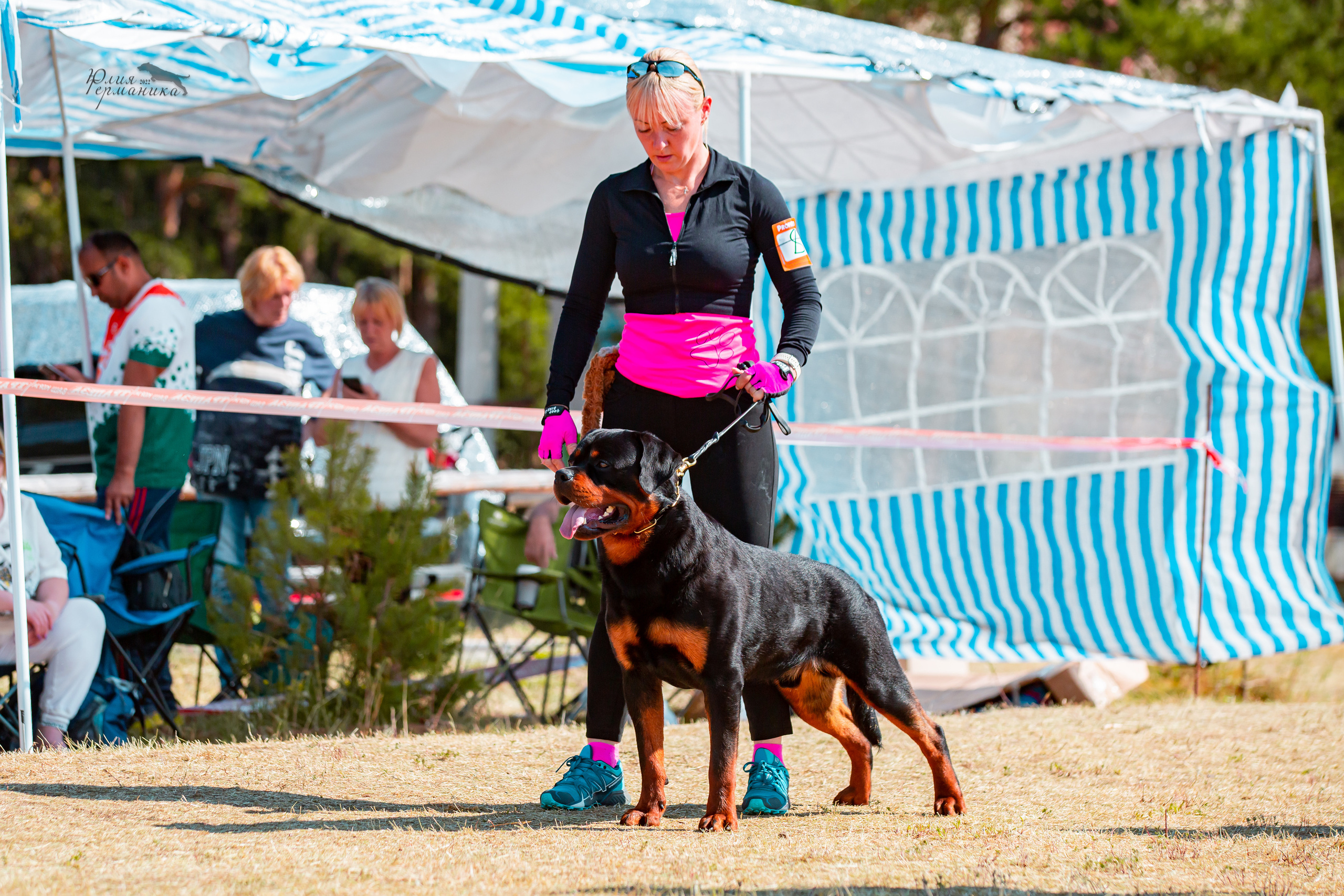 Тверь моно ротвейлеров 2-3.07.2022. Фотограф-анималист Юлия Германика