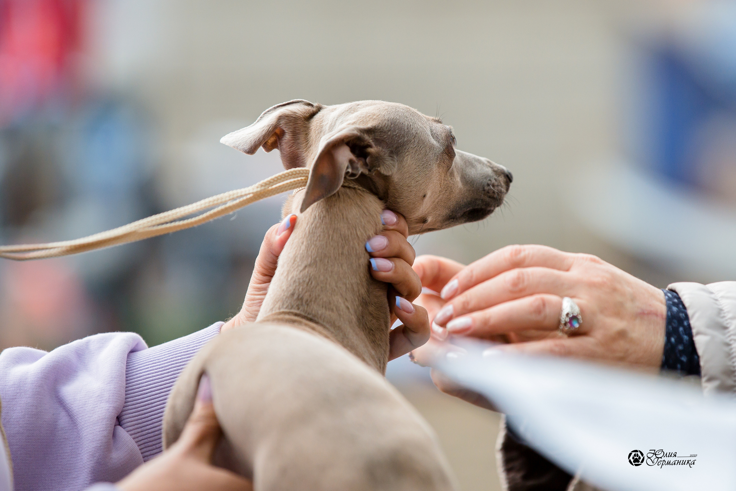 Александров 2хСАС 8 мая 2022. Фотограф-анималист Юлия Германика