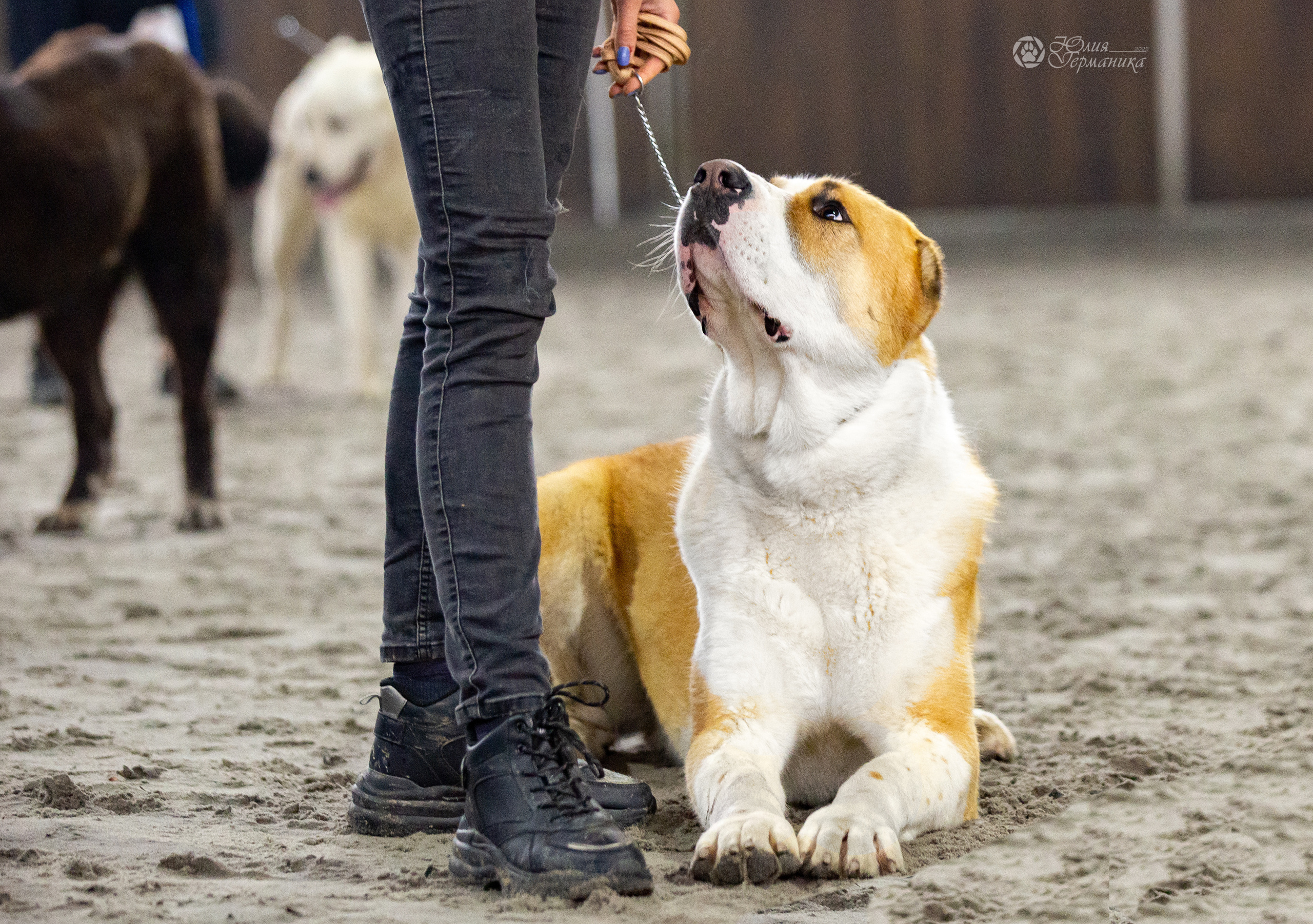 Националка САО+КЧК 24 апреля 2022. Фотограф-анималист Юлия Германика
