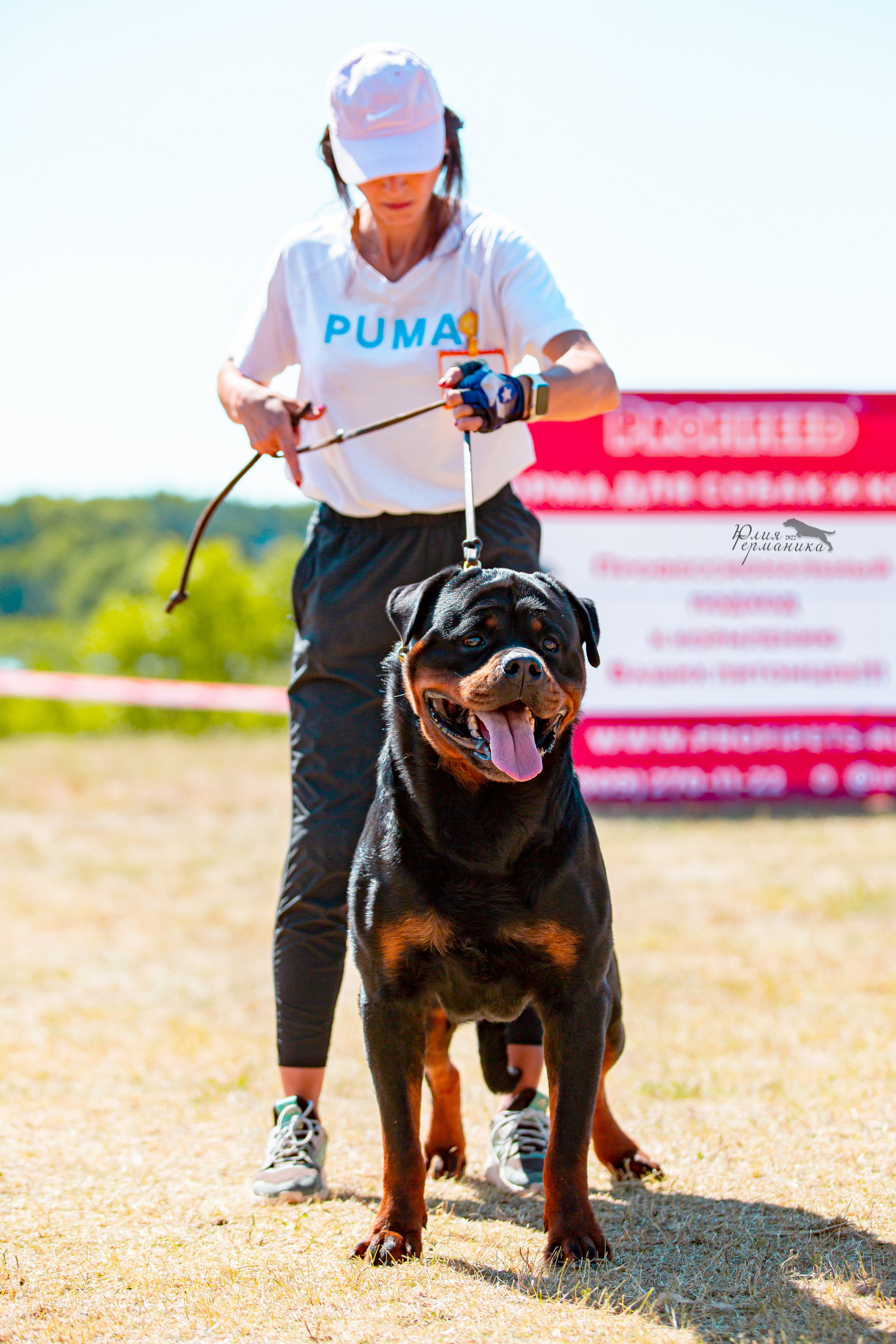Тверь моно ротвейлеров 2-3.07.2022. Фотограф-анималист Юлия Германика