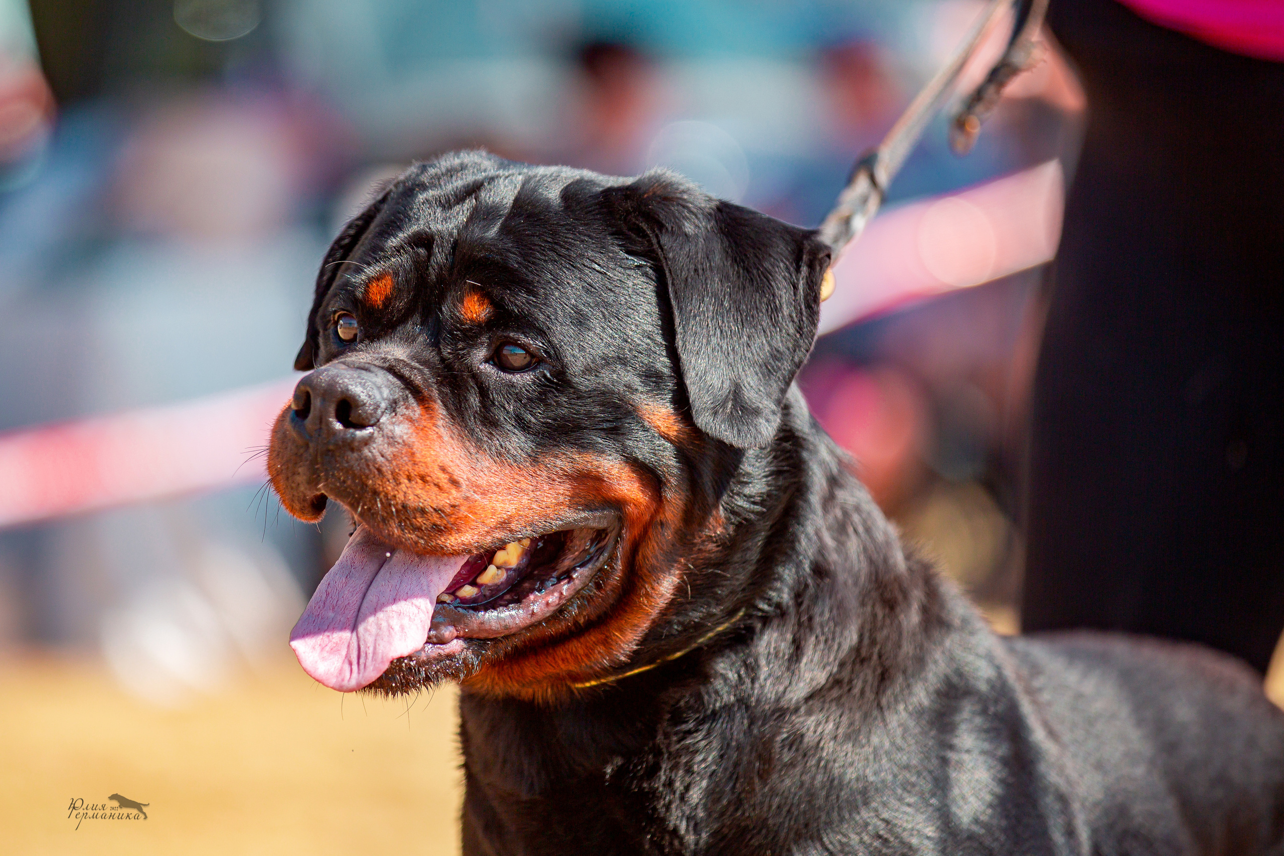 Тверь моно ротвейлеров 2-3.07.2022. Фотограф-анималист Юлия Германика