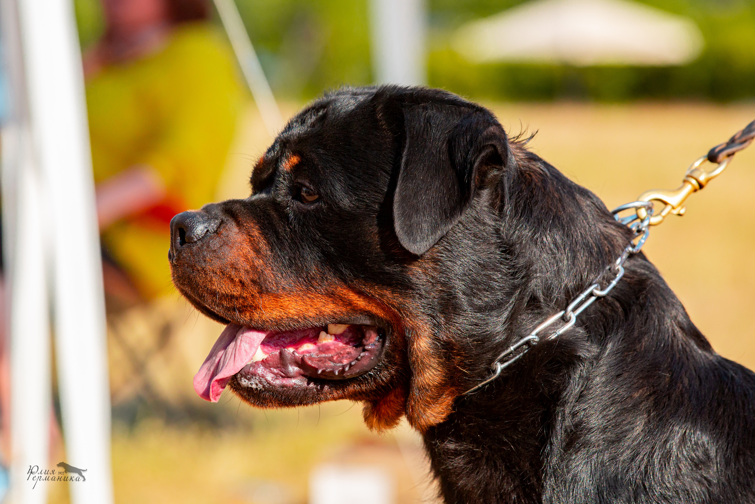 Тверь моно ротвейлеров 2-3.07.2022. Фотограф-анималист Юлия Германика