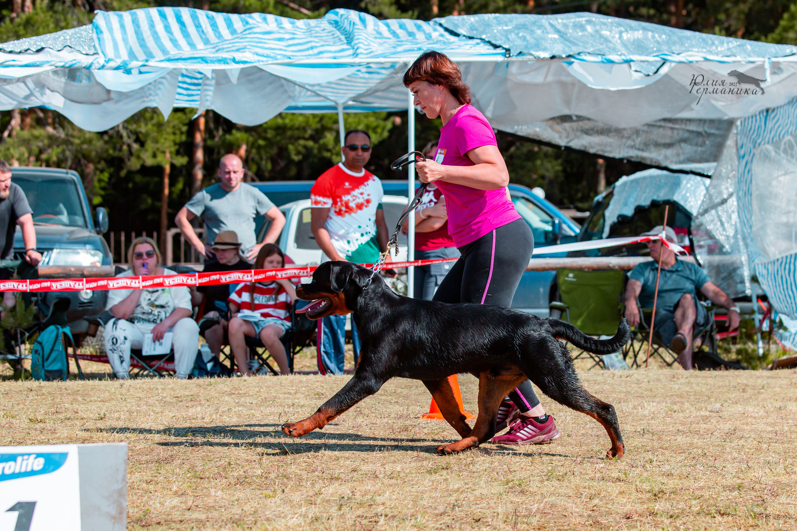 Тверь моно ротвейлеров 2-3.07.2022. Фотограф-анималист Юлия Германика