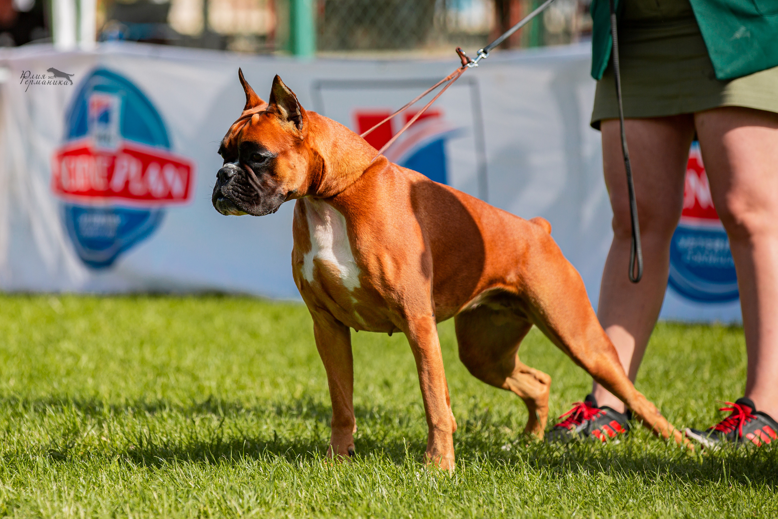 Смоленск 12.06,   Ховрино 13.06,    Питер 18.06 2022. Фотограф-анималист Юлия Германика