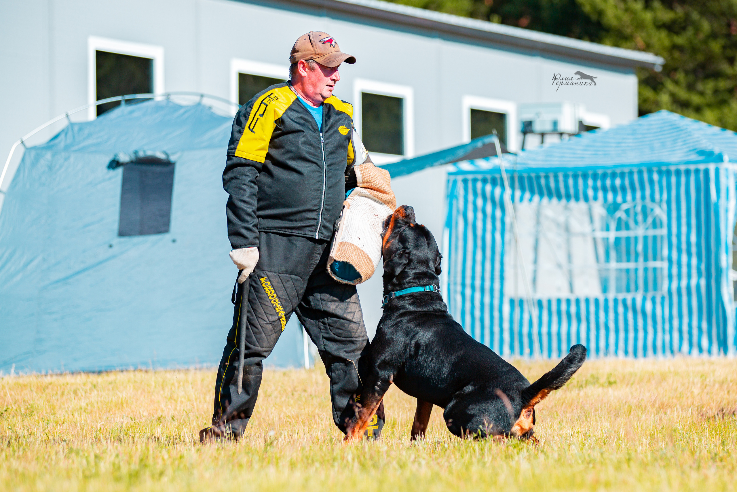 Тверь моно ротвейлеров 2-3.07.2022. Фотограф-анималист Юлия Германика