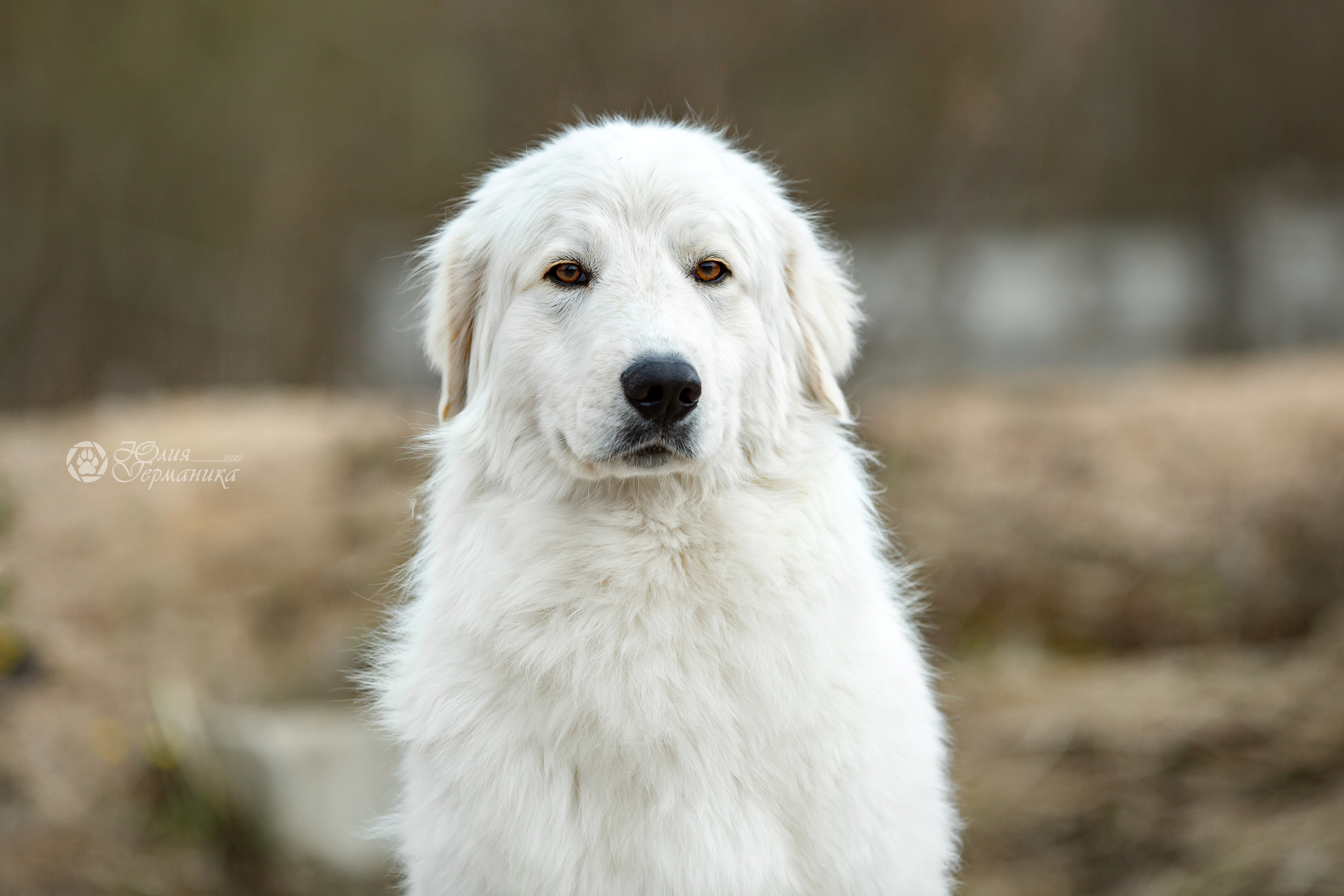 Сергиев Посад 23.04.2022. Фотограф-анималист Юлия Германика