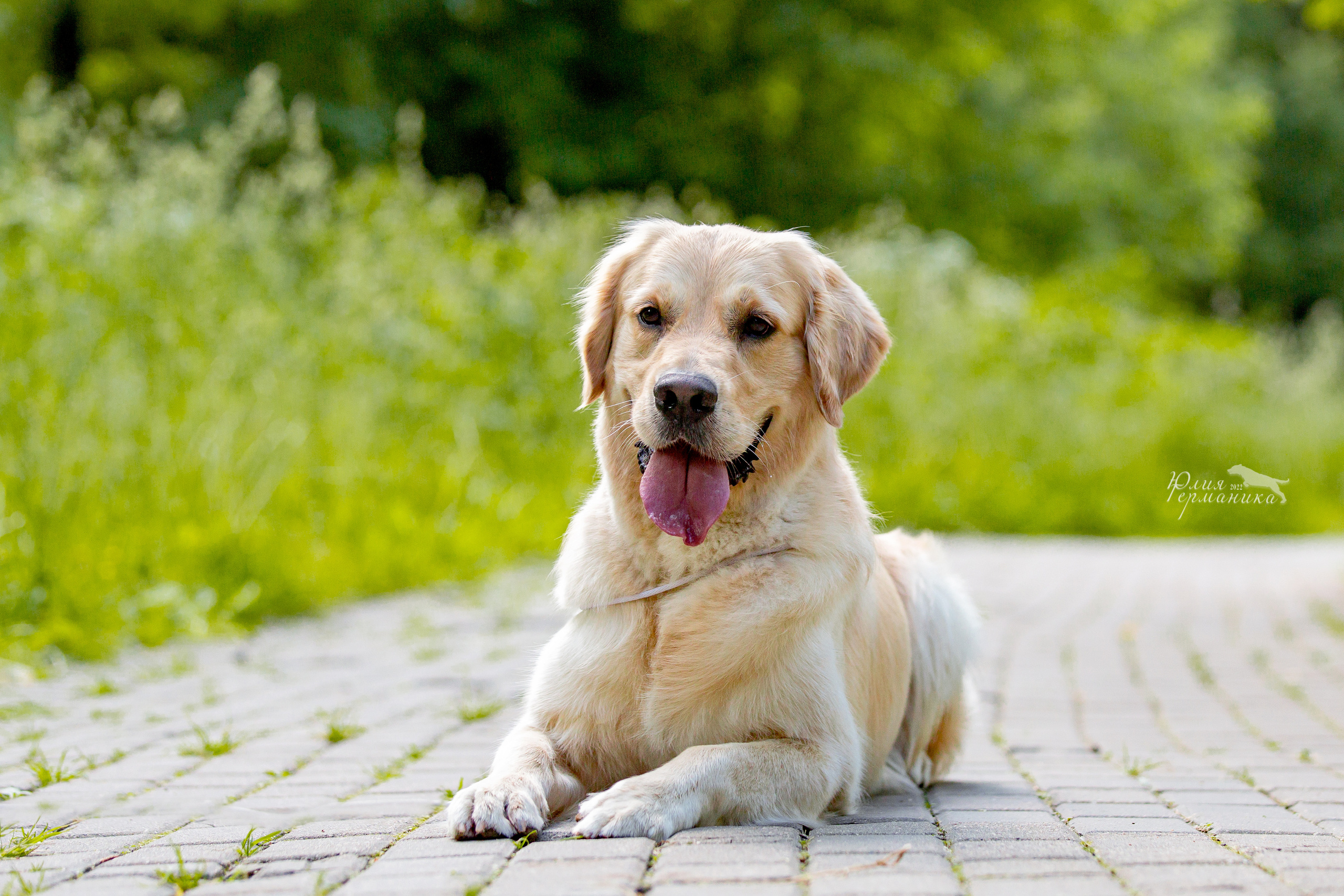 Сергиев Посад 2хСАС 25.06.2022. Фотограф-анималист Юлия Германика