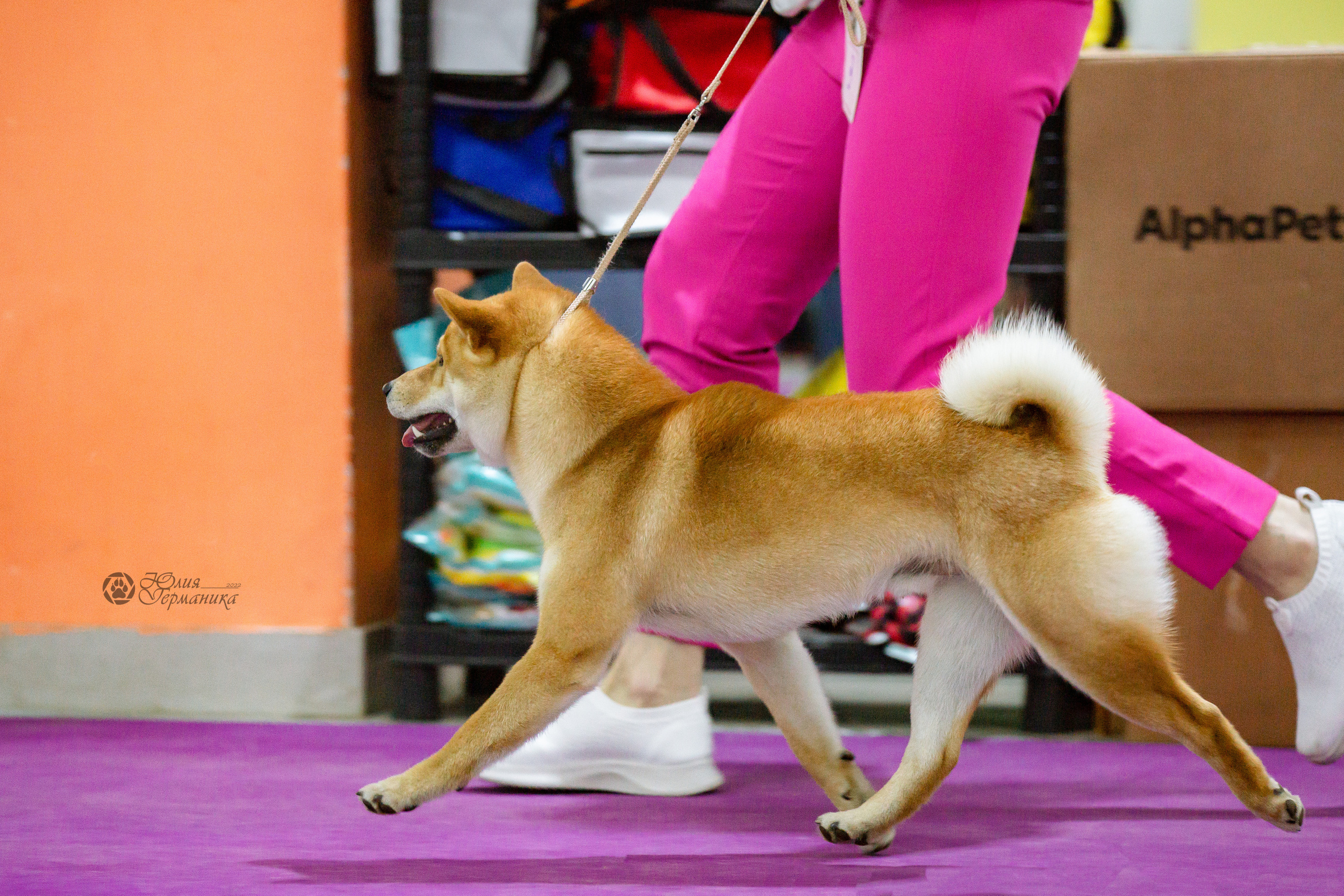 Чайна-Таун 16-17 апреля 2022. Фотограф-анималист Юлия Германика