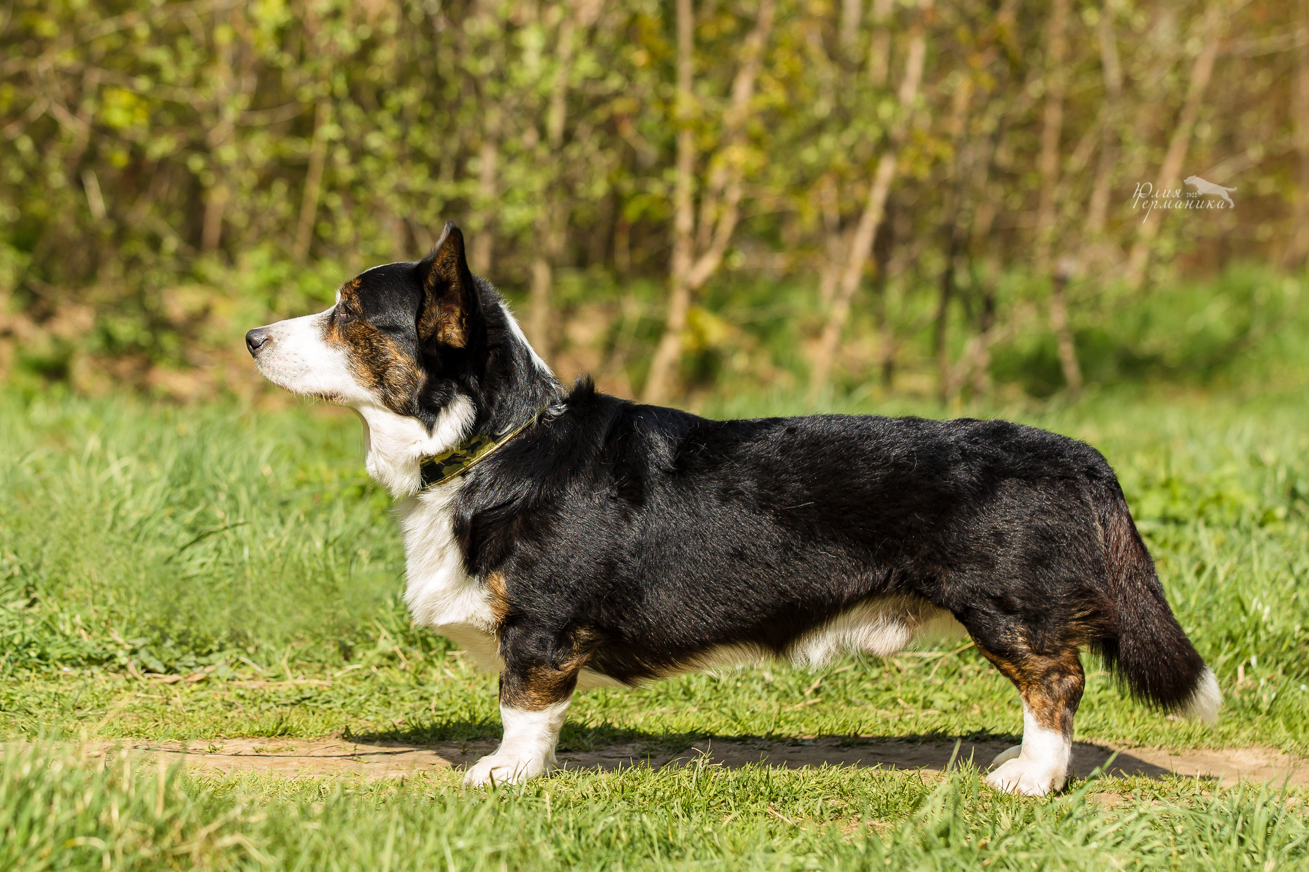 Пушкино 2хЧРКФ 14 мая 2022. Фотограф-анималист Юлия Германика