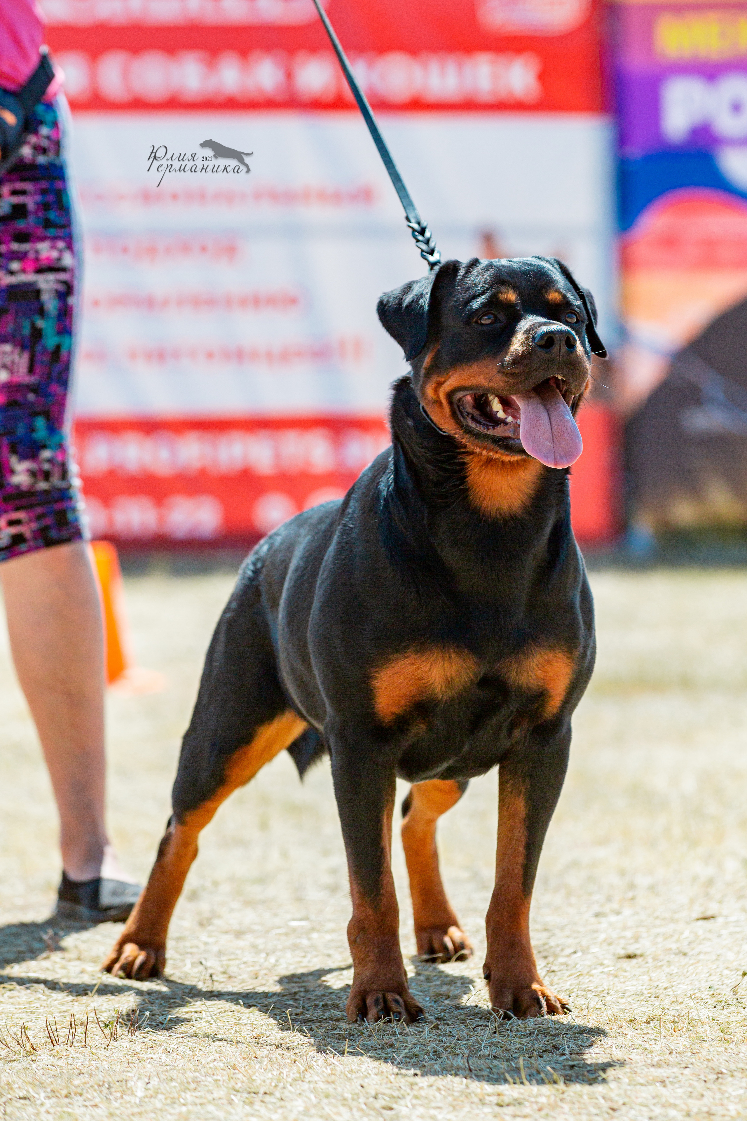 Тверь моно ротвейлеров 2-3.07.2022. Фотограф-анималист Юлия Германика