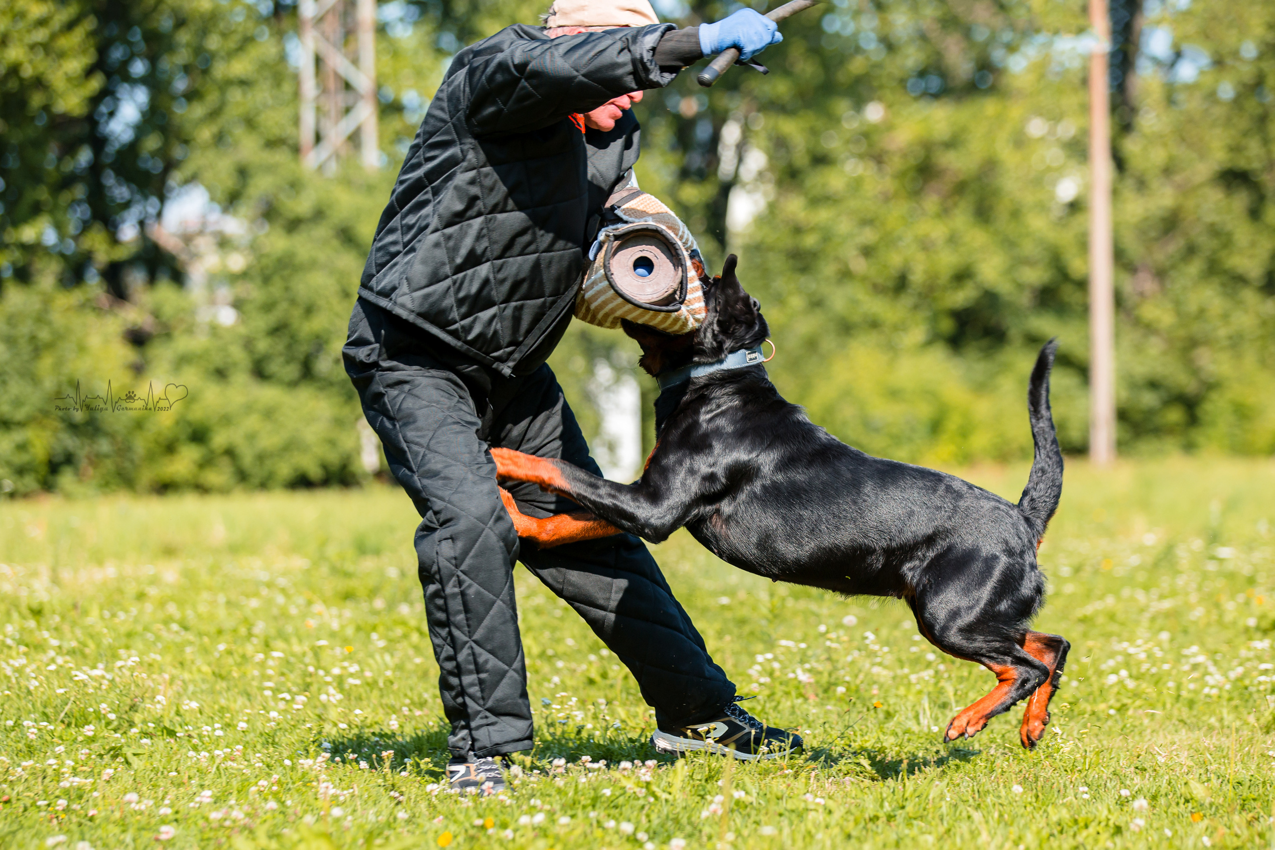 Санкт-Петербург моно ротвейлеров 23.07.2022. Фотограф-анималист Юлия Германика