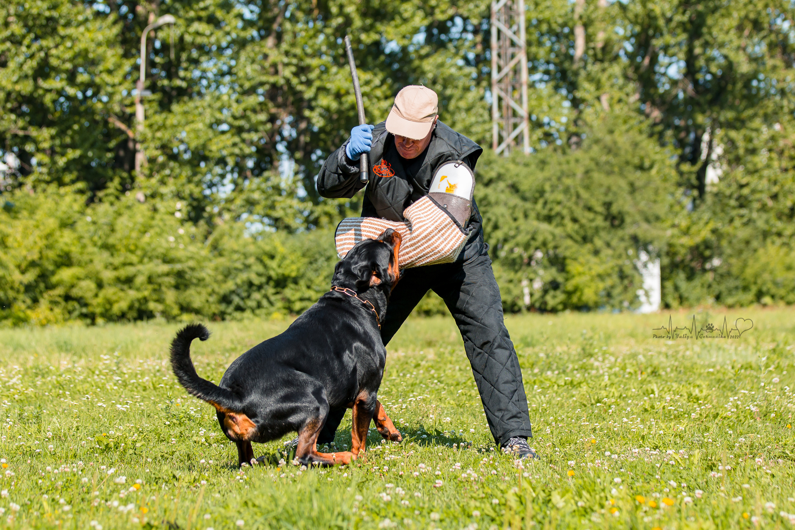 Санкт-Петербург моно ротвейлеров 23.07.2022. Фотограф-анималист Юлия Германика
