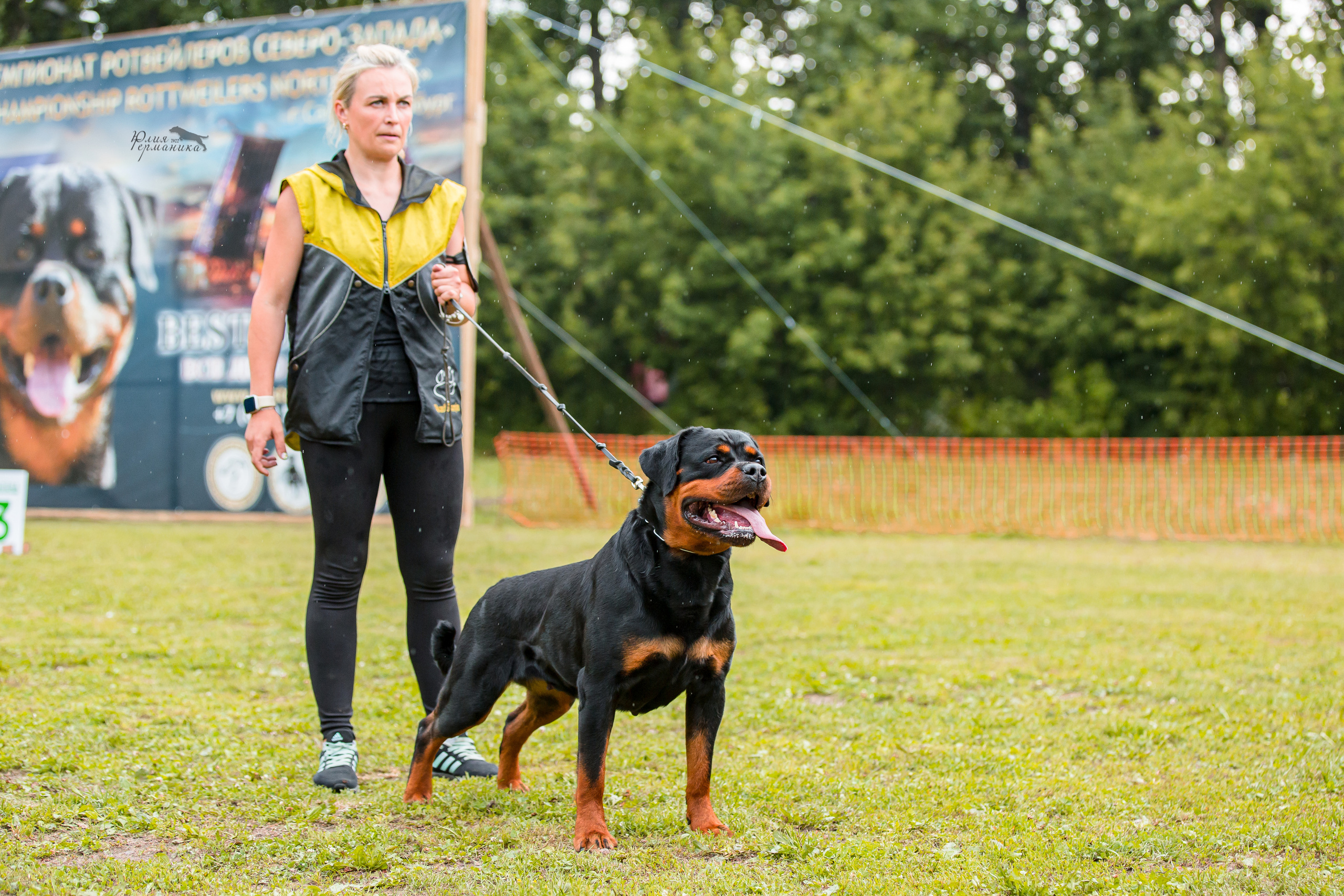Санкт-Петербург моно ротвейлеров 23.07.2022. Фотограф-анималист Юлия Германика