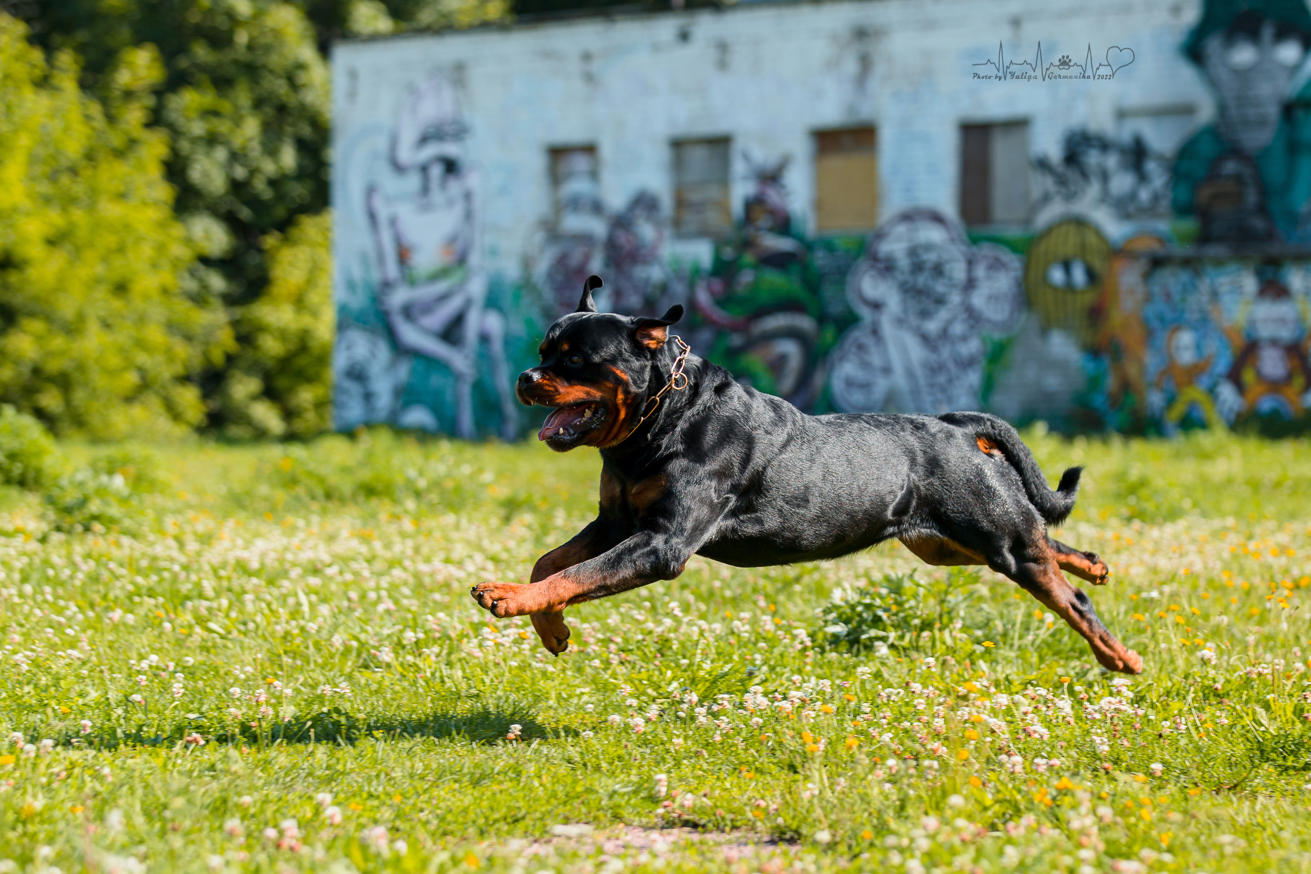 Санкт-Петербург моно ротвейлеров 23.07.2022. Фотограф-анималист Юлия Германика