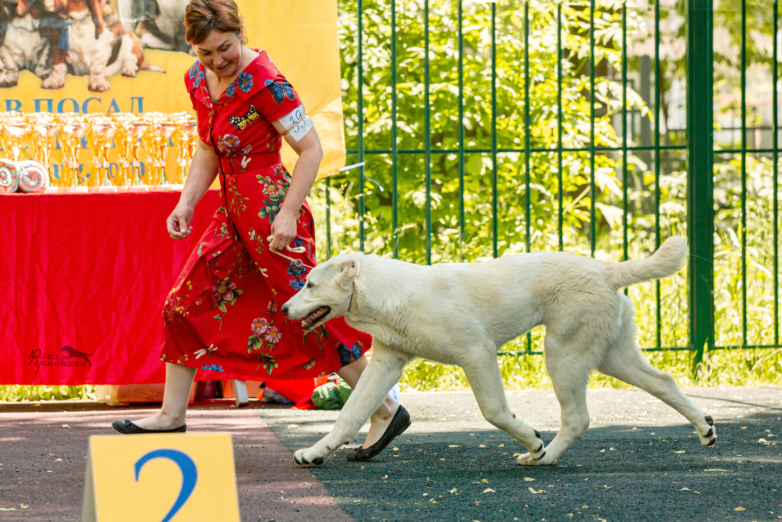 Сергиев Посад 2хСАС 25.06.2022. Фотограф-анималист Юлия Германика