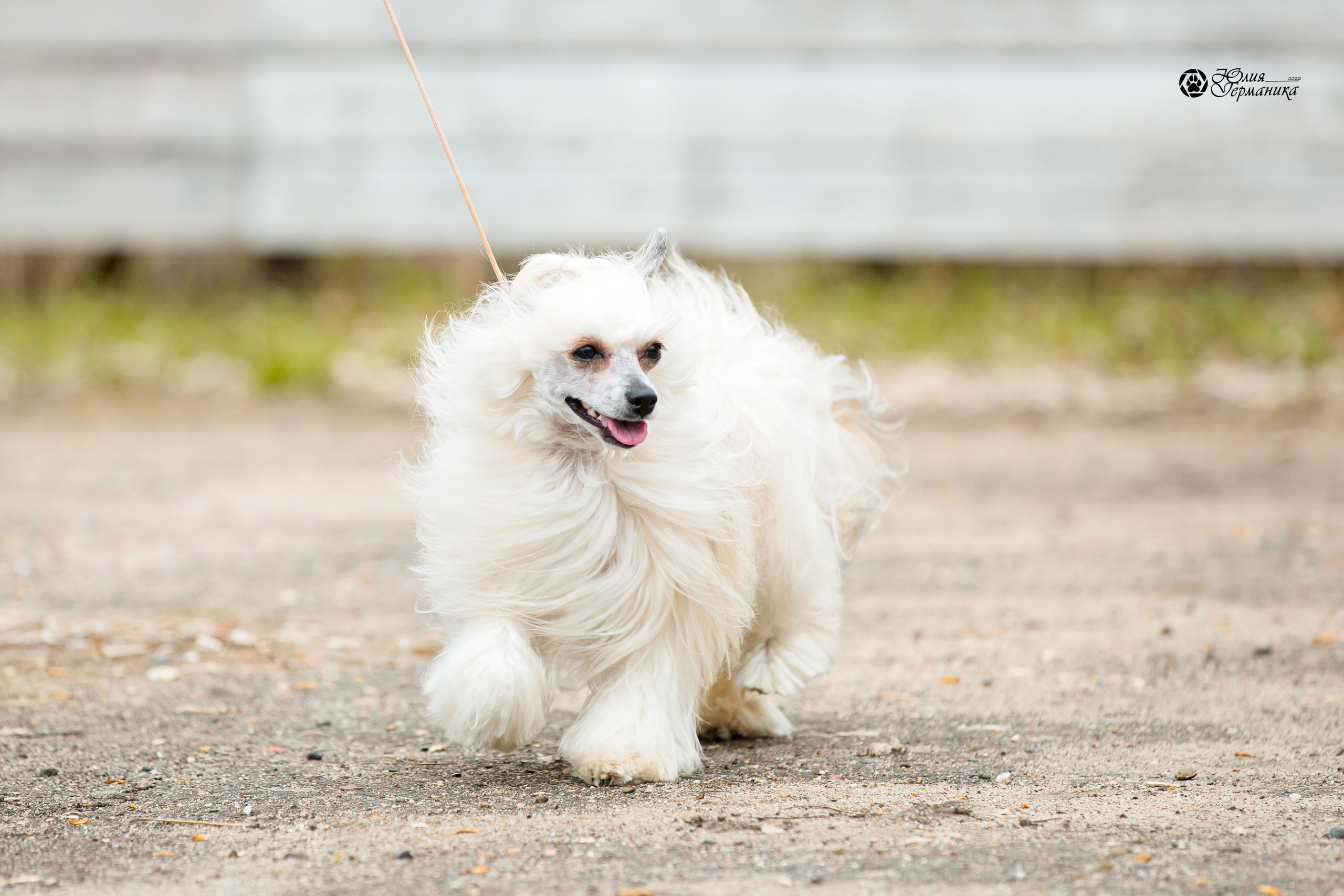 Александров 2хСАС 8 мая 2022. Фотограф-анималист Юлия Германика