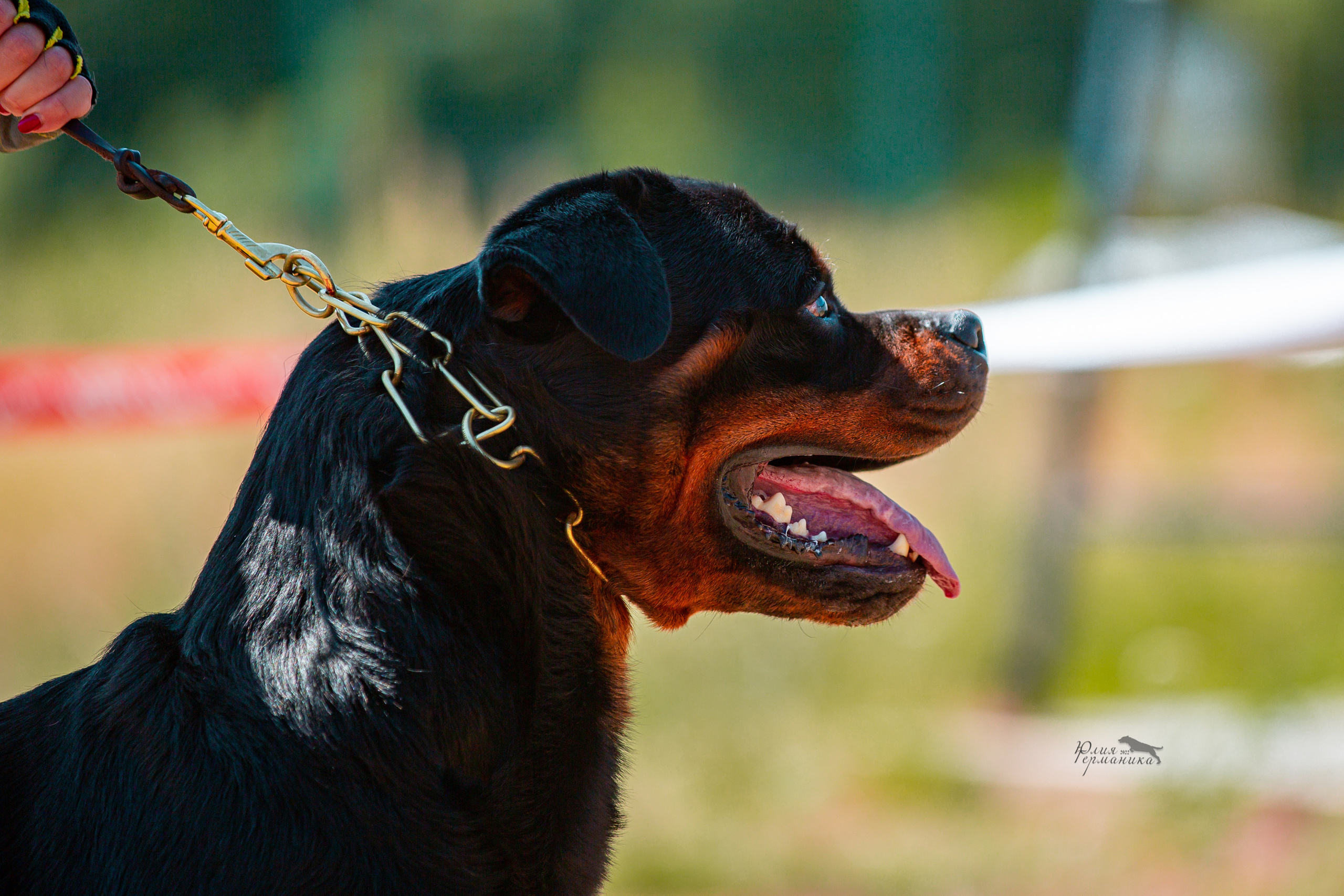 Тверь моно ротвейлеров 2-3.07.2022. Фотограф-анималист Юлия Германика