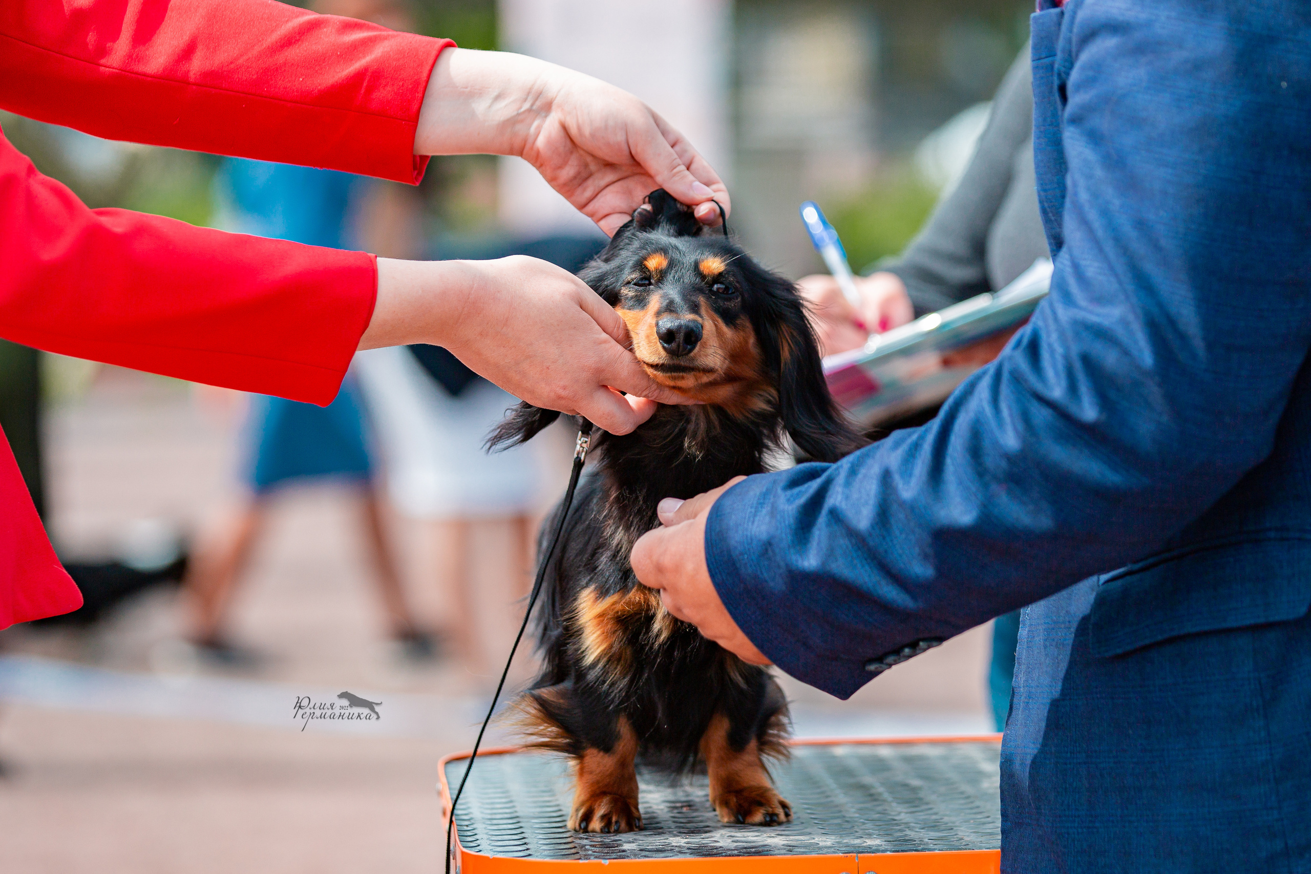 Смоленск 12.06,   Ховрино 13.06,    Питер 18.06 2022. Фотограф-анималист Юлия Германика
