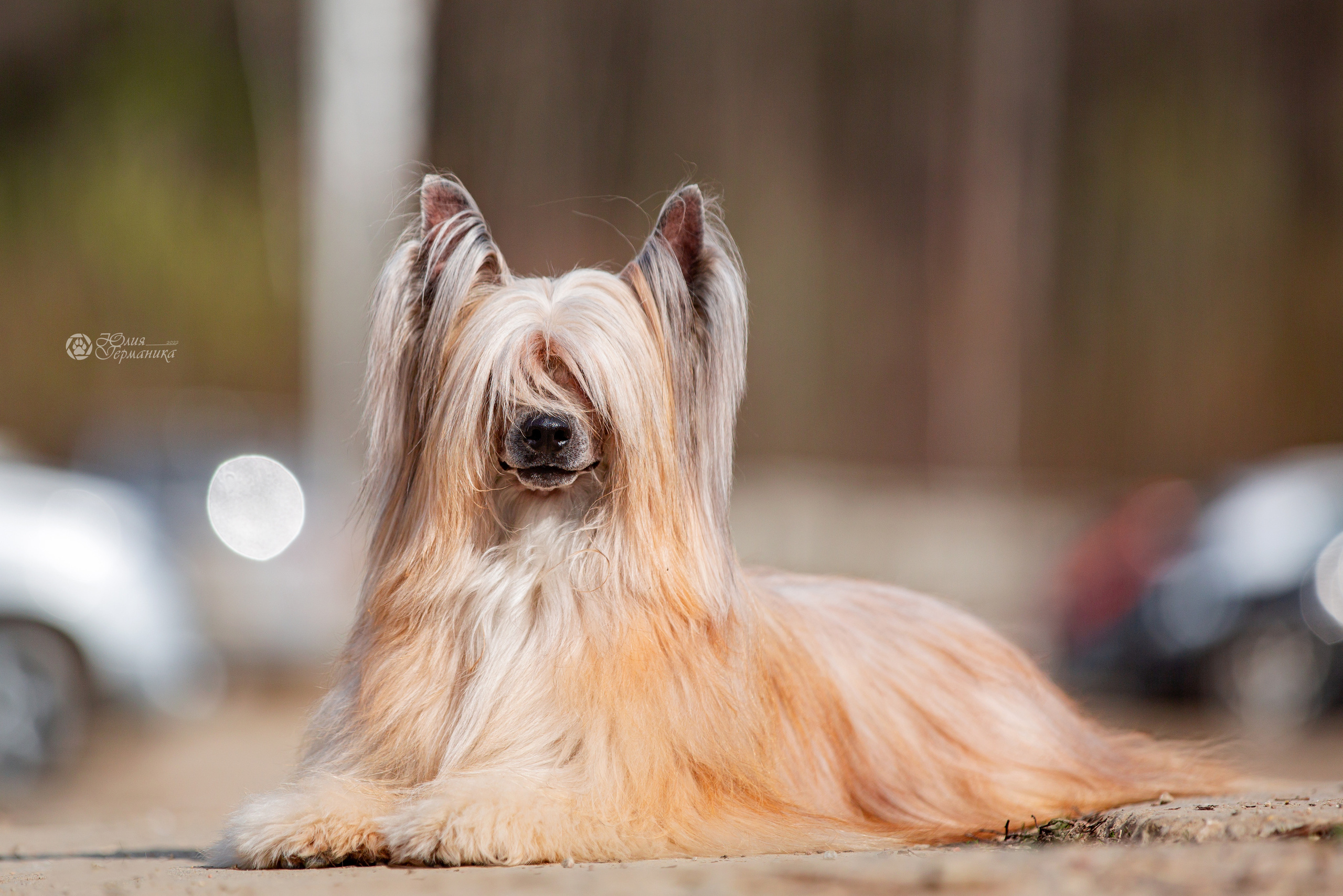 Сергиев Посад 23.04.2022. Фотограф-анималист Юлия Германика