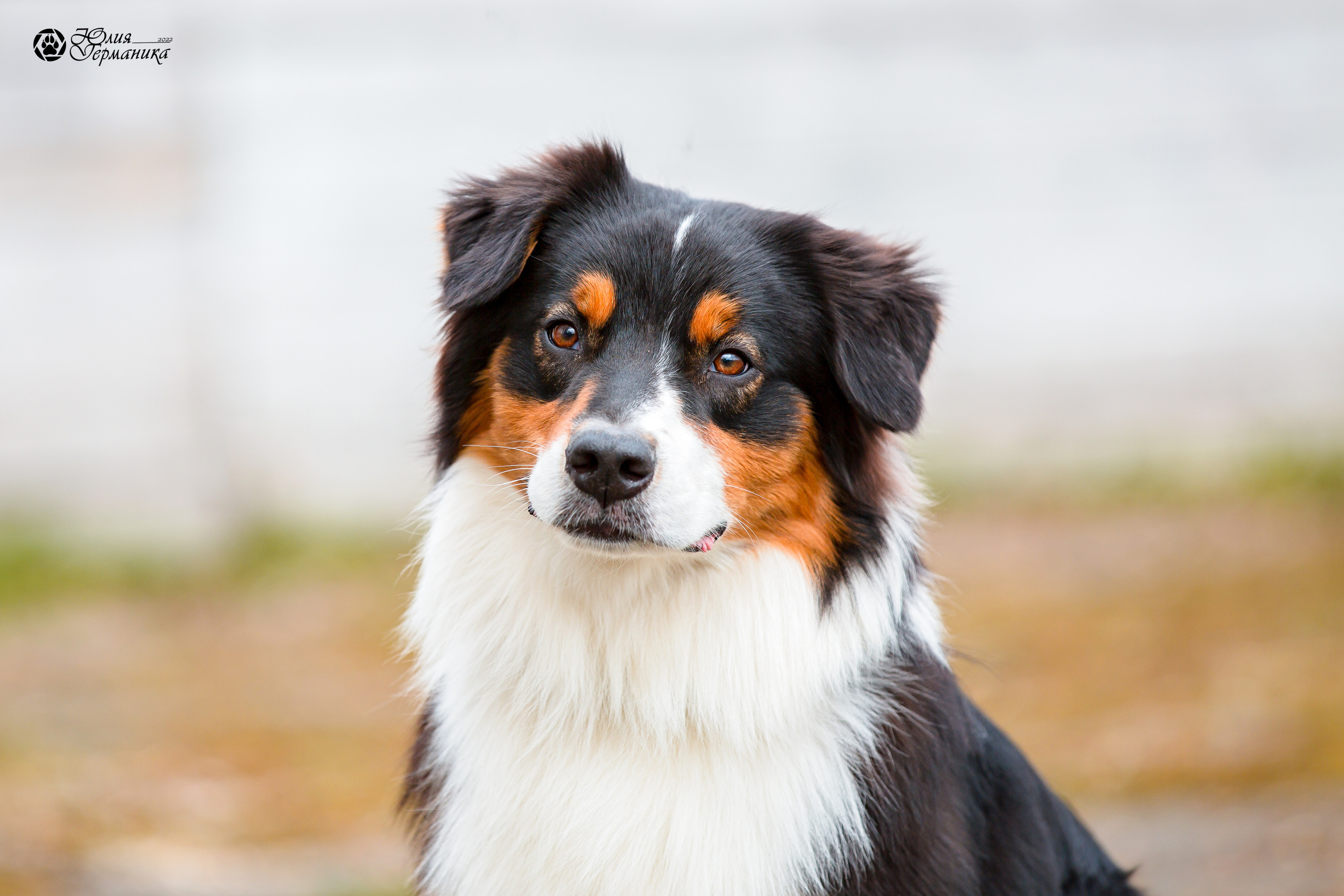 Александров 2хСАС 8 мая 2022. Фотограф-анималист Юлия Германика