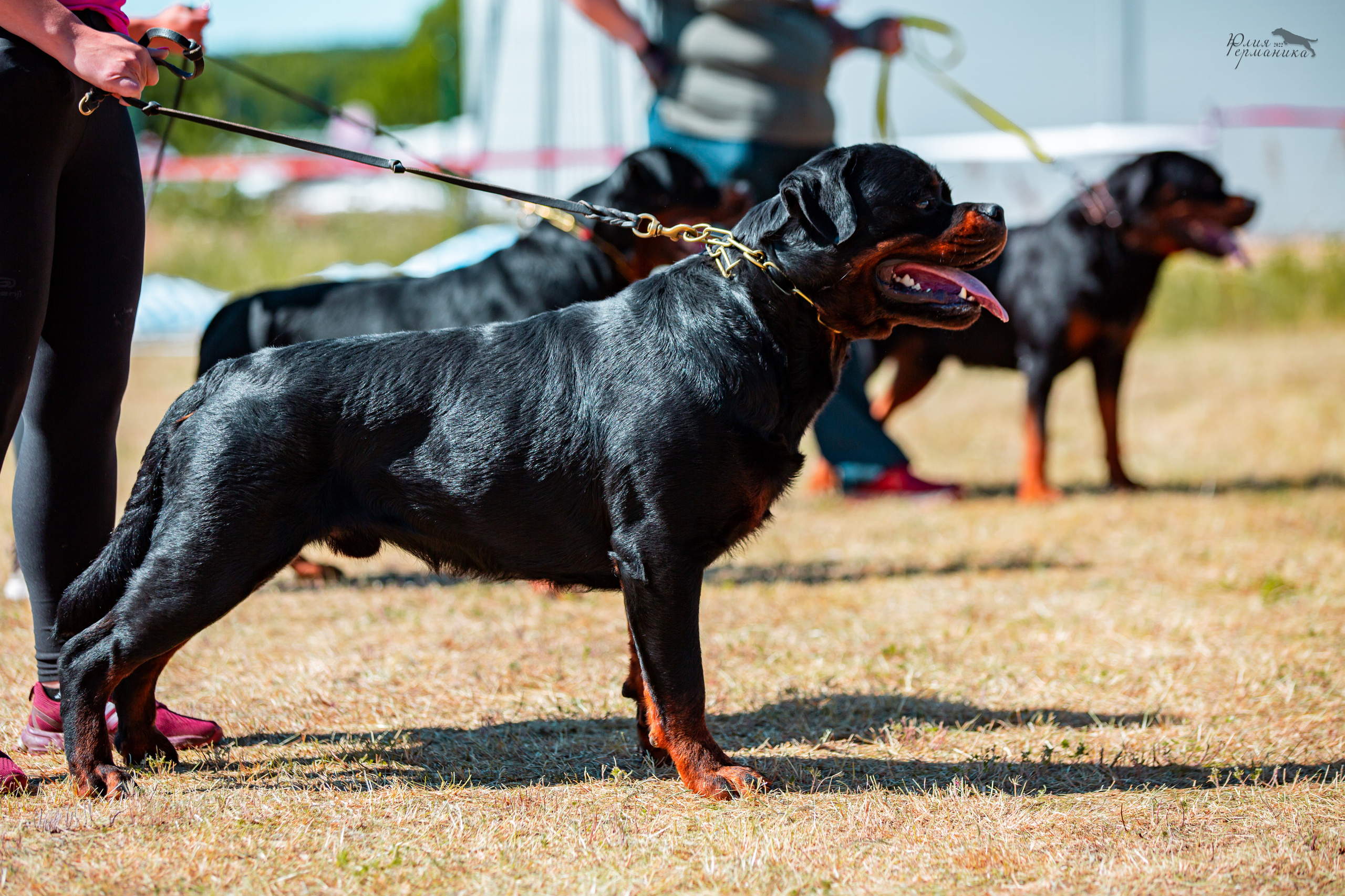 Тверь моно ротвейлеров 2-3.07.2022. Фотограф-анималист Юлия Германика