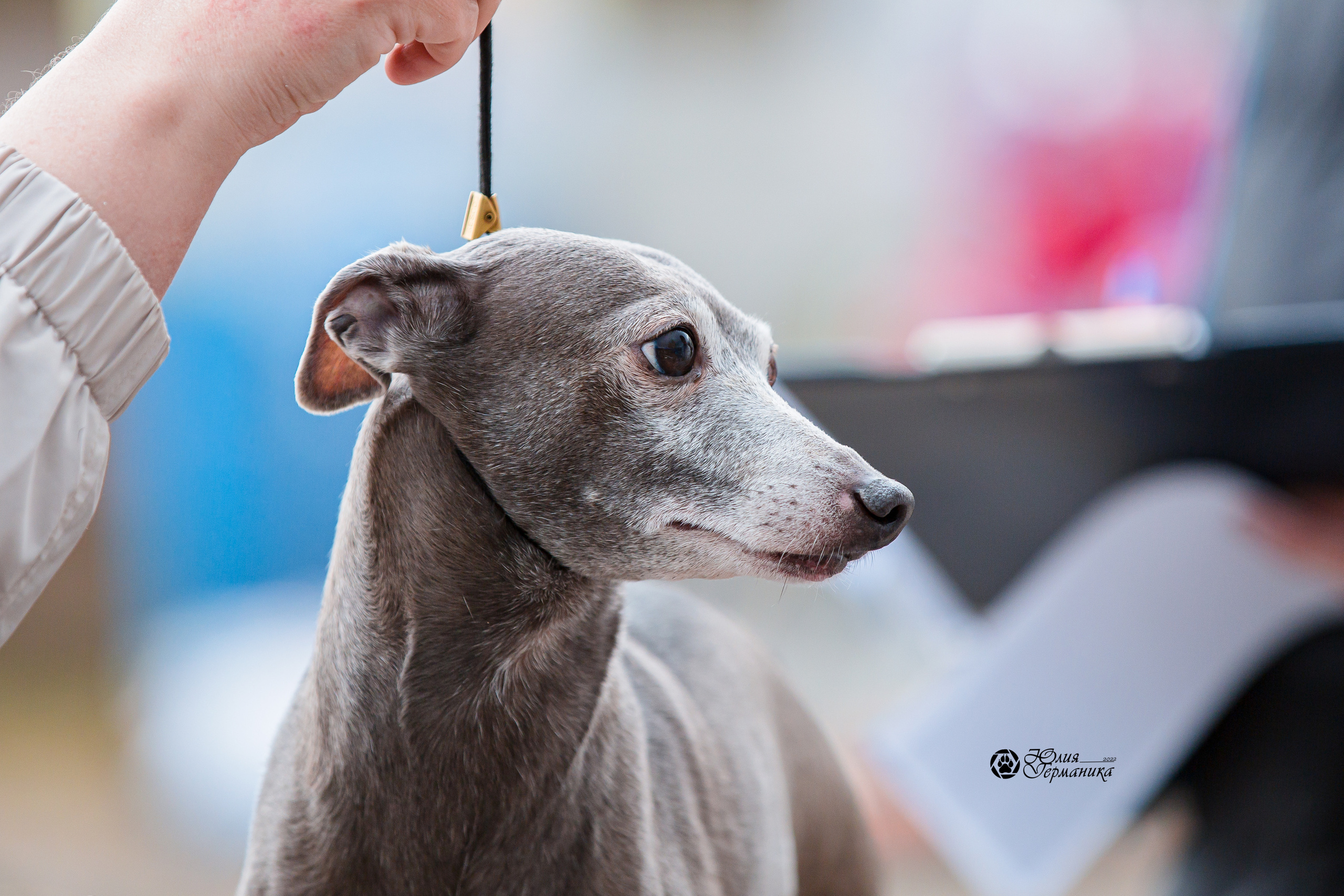 Александров 2хСАС 8 мая 2022. Фотограф-анималист Юлия Германика