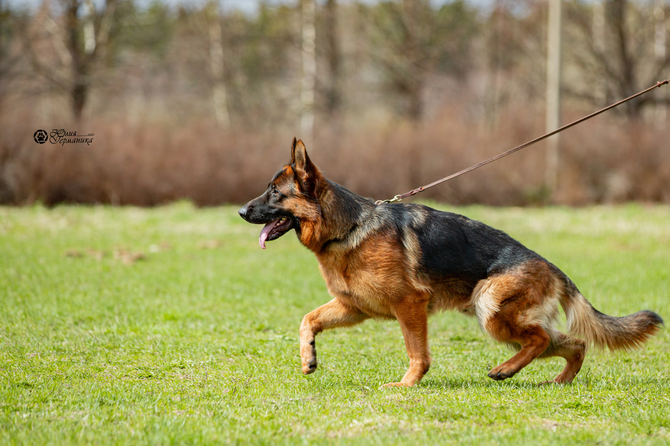 Свободная съемка. Фотограф-анималист Юлия Германика