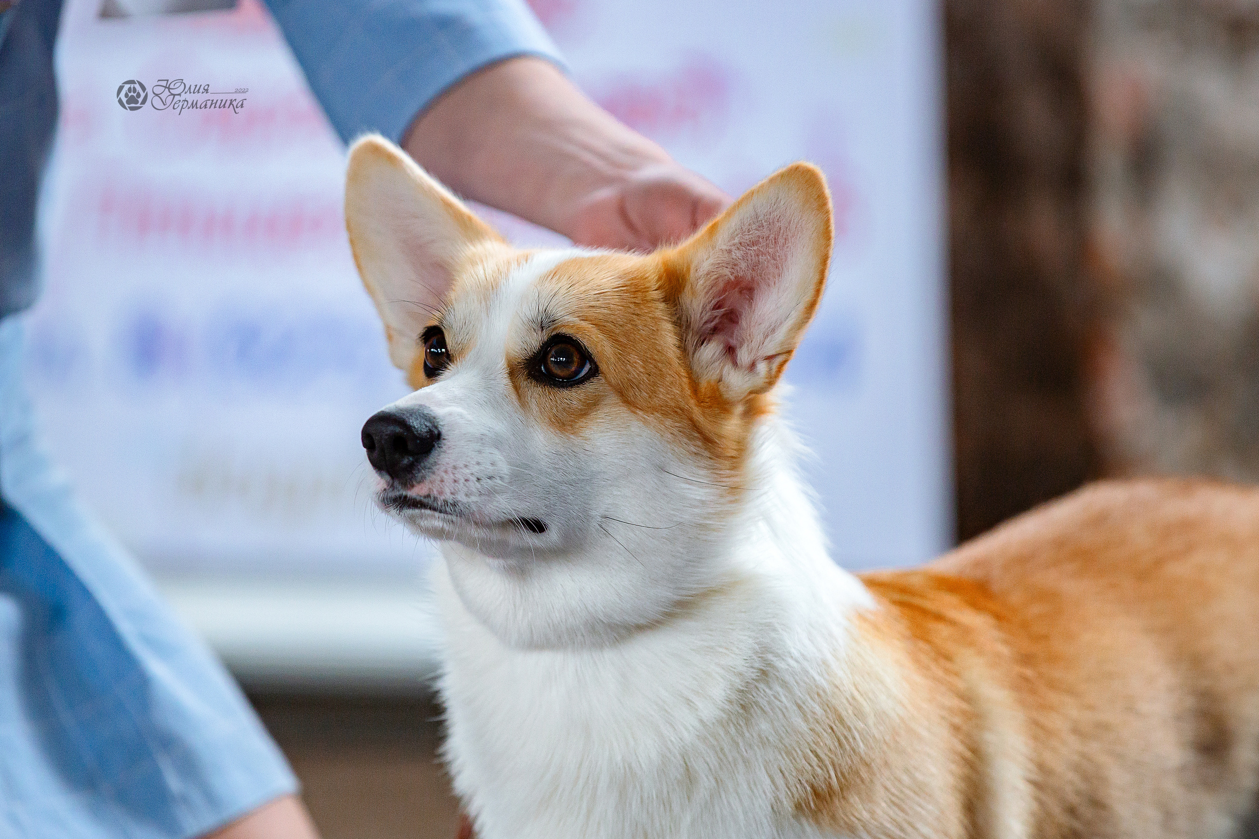 Сергиев Посад 23.04.2022. Фотограф-анималист Юлия Германика