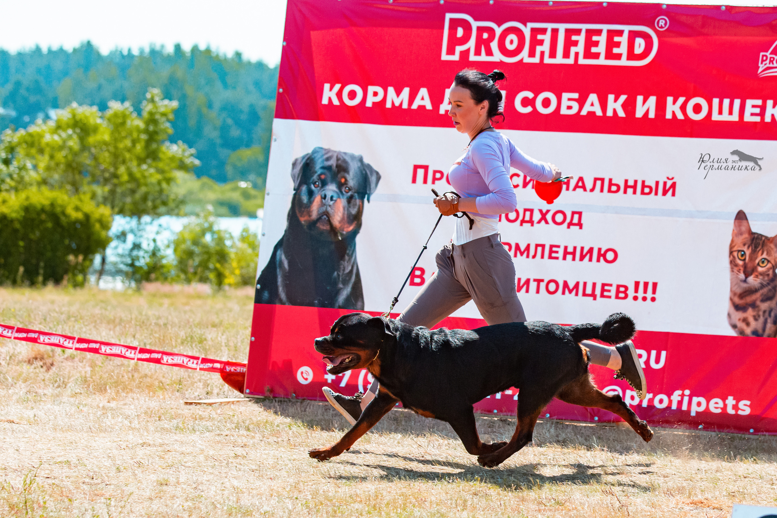 Тверь моно ротвейлеров 2-3.07.2022. Фотограф-анималист Юлия Германика