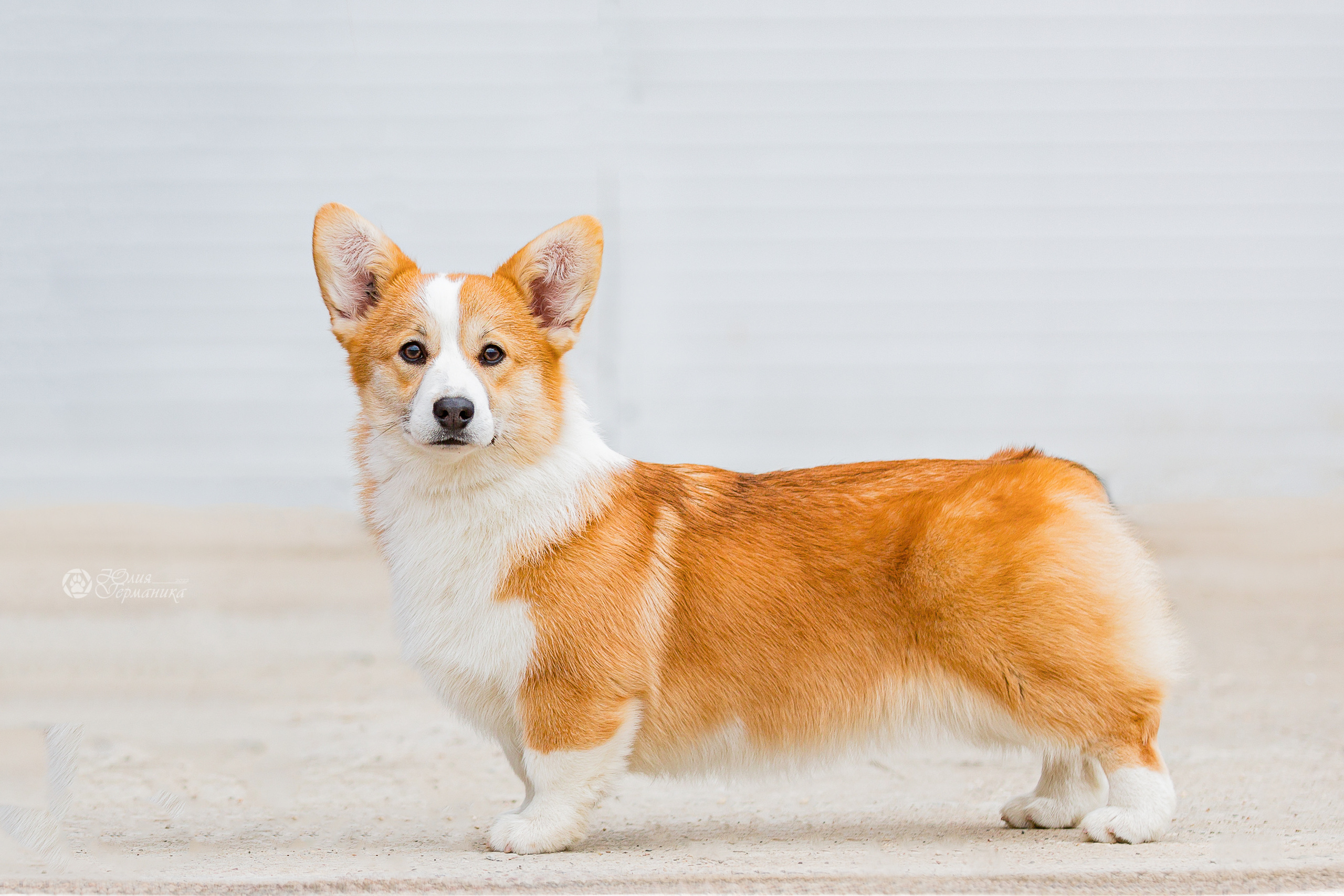 Сергиев Посад 23.04.2022. Фотограф-анималист Юлия Германика
