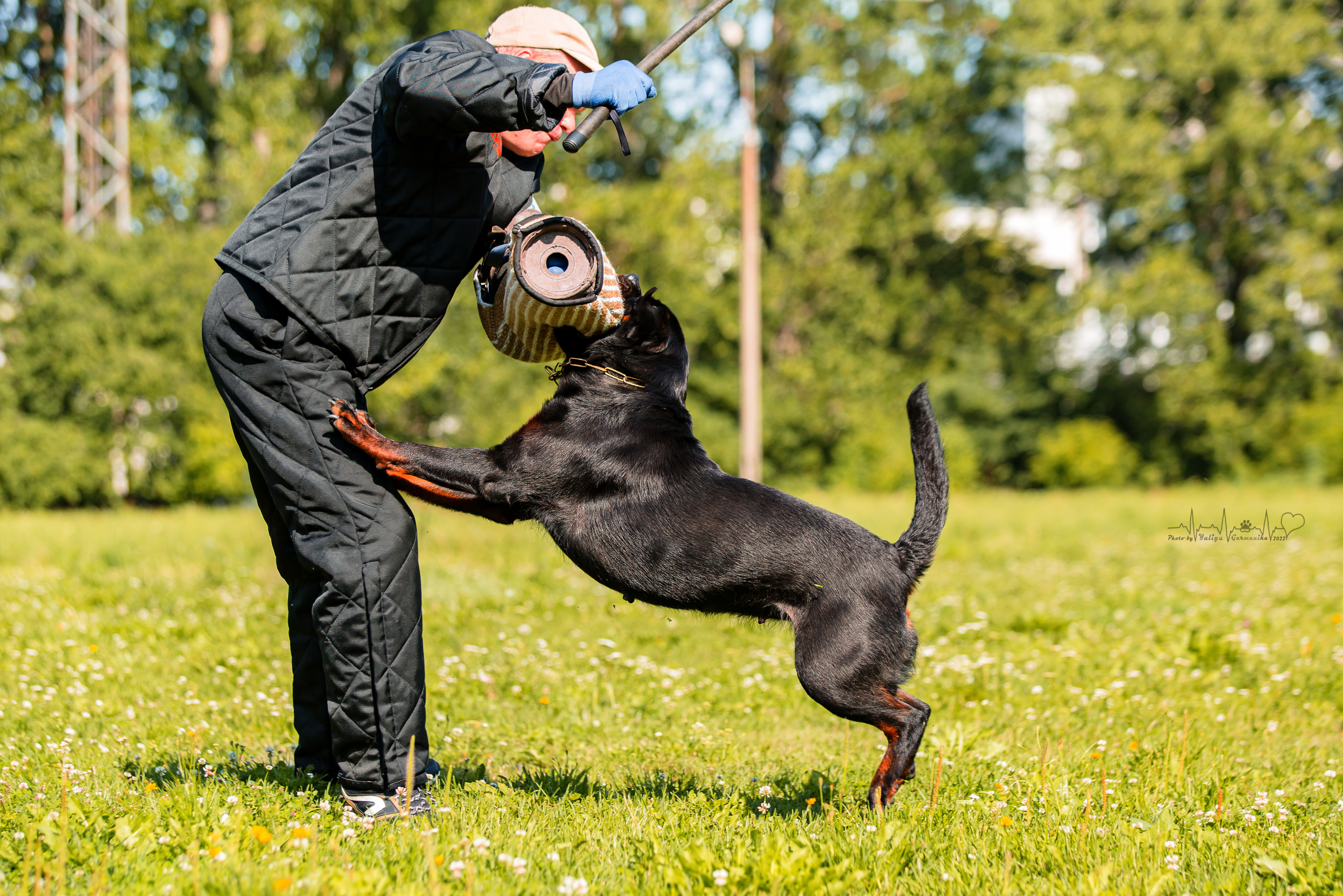 Санкт-Петербург моно ротвейлеров 23.07.2022. Фотограф-анималист Юлия Германика