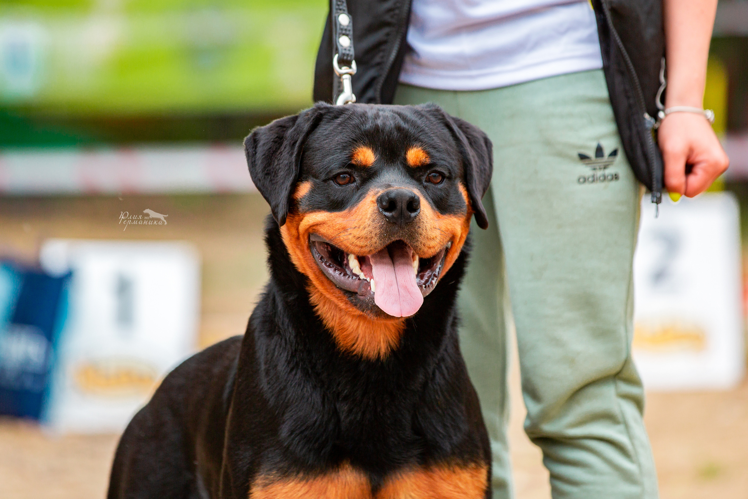 Смоленск 12.06,   Ховрино 13.06,    Питер 18.06 2022. Фотограф-анималист Юлия Германика