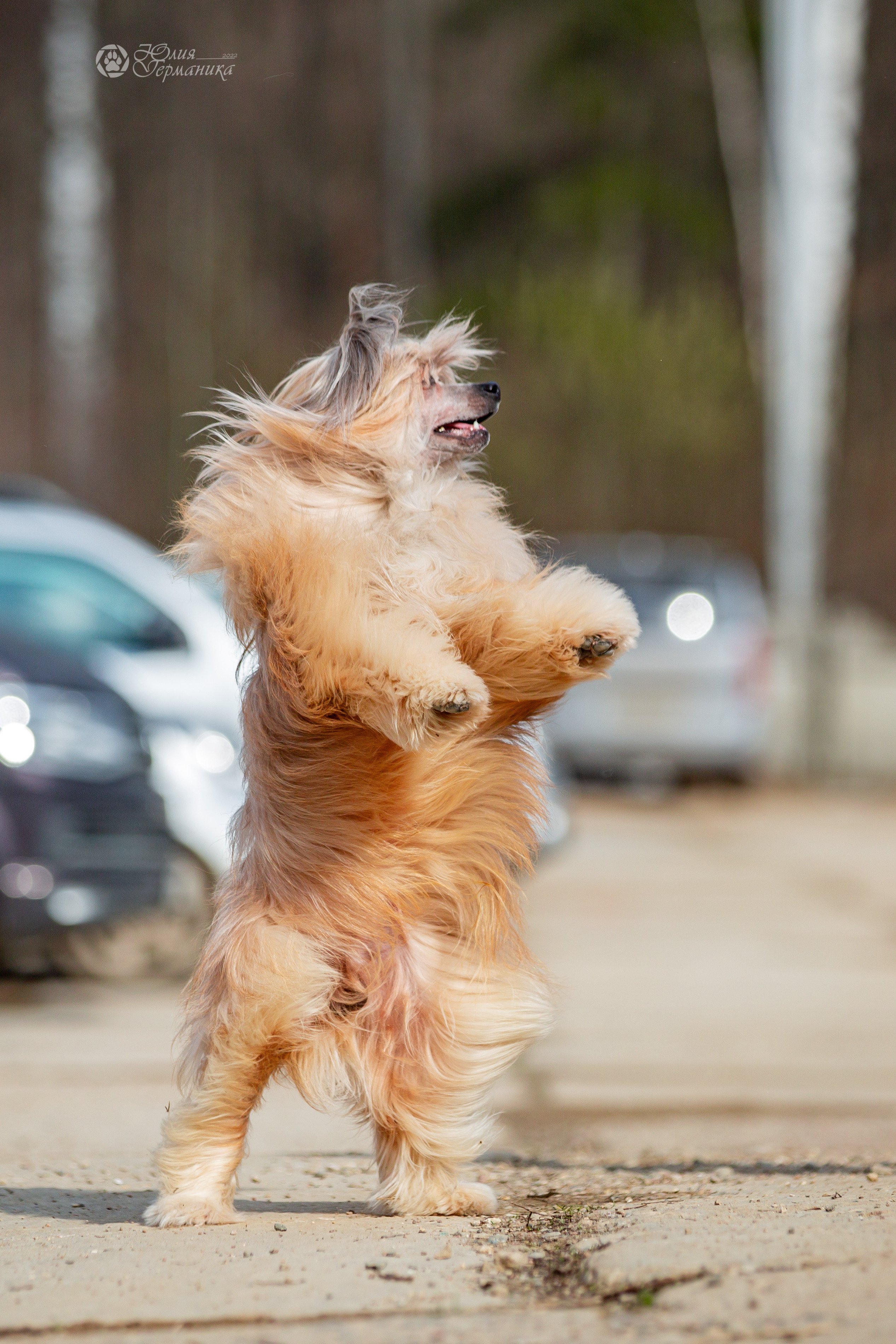 Сергиев Посад 23.04.2022. Фотограф-анималист Юлия Германика