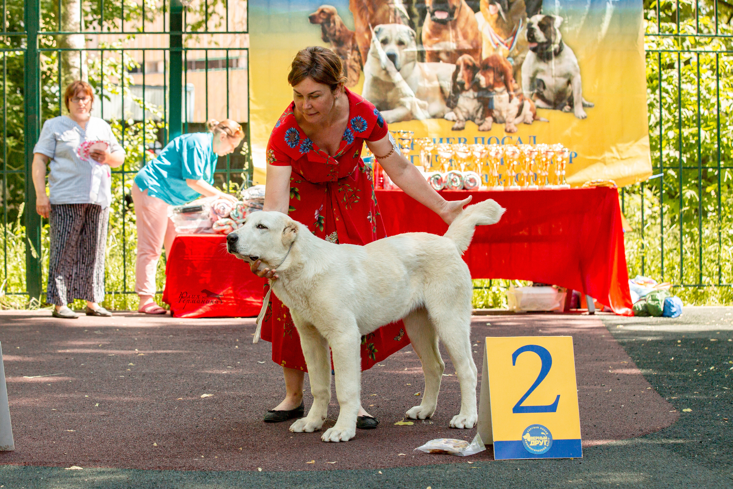 Сергиев Посад 2хСАС 25.06.2022. Фотограф-анималист Юлия Германика