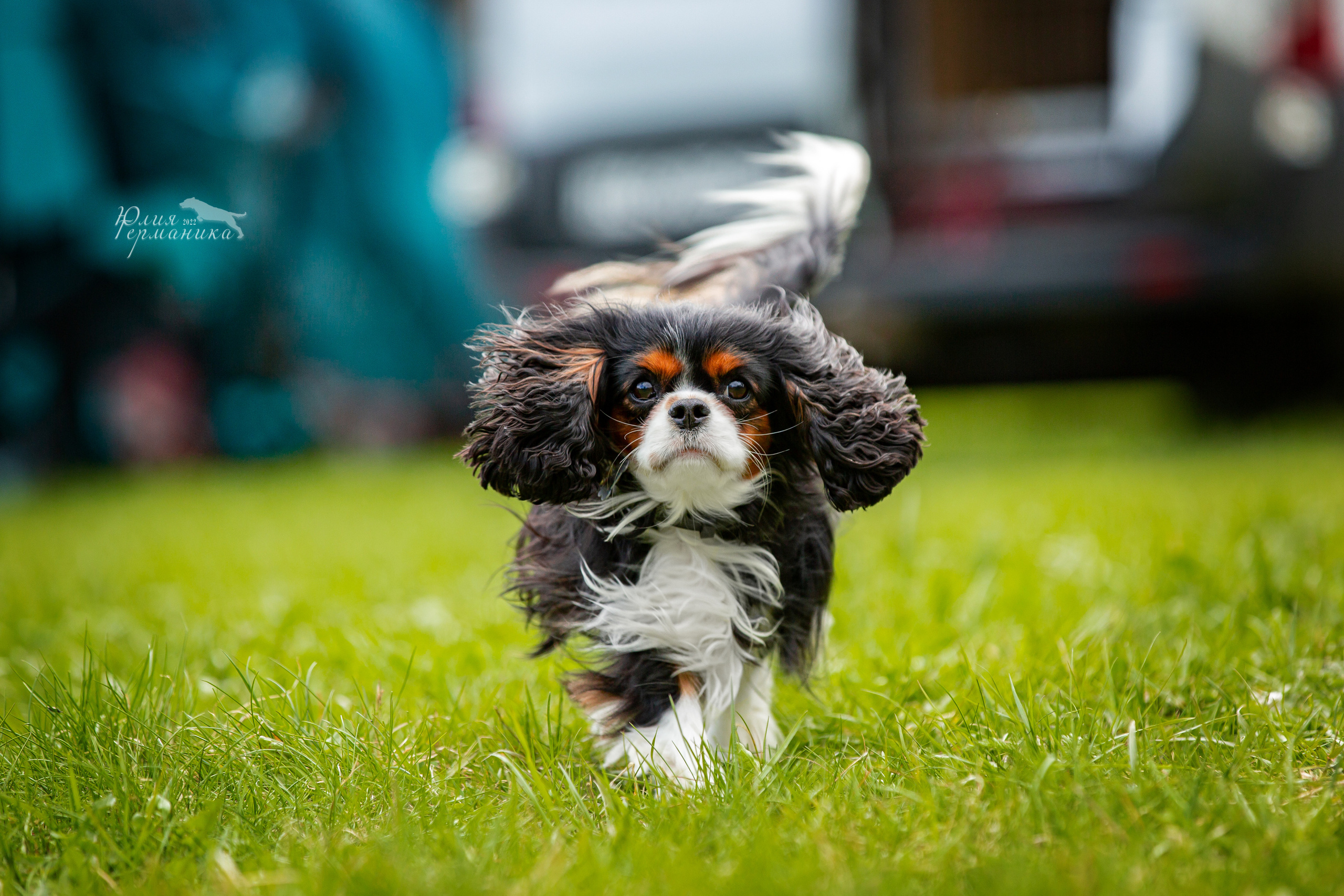 Пушкино 2хЧРКФ 14 мая 2022. Фотограф-анималист Юлия Германика