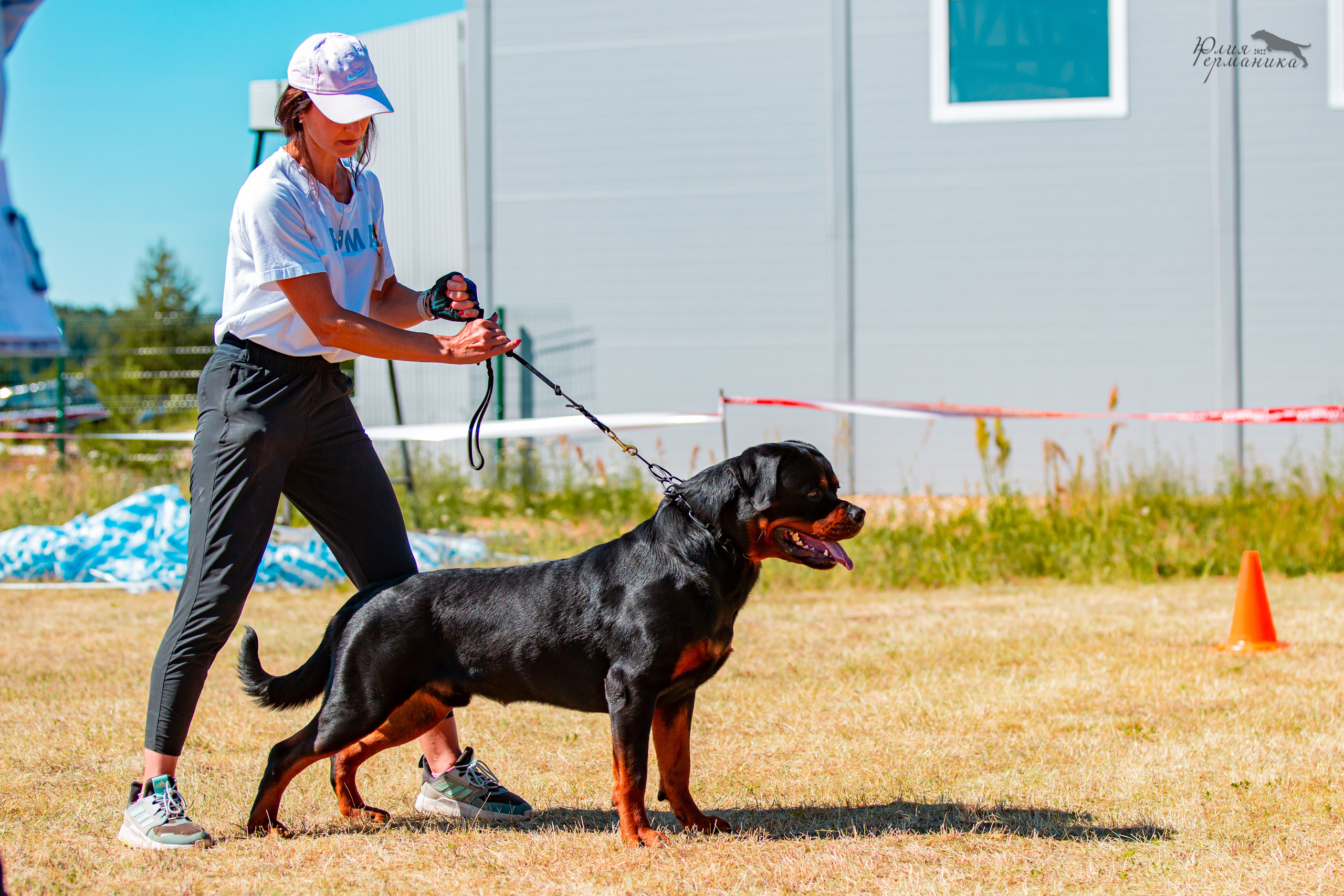 Тверь моно ротвейлеров 2-3.07.2022. Фотограф-анималист Юлия Германика