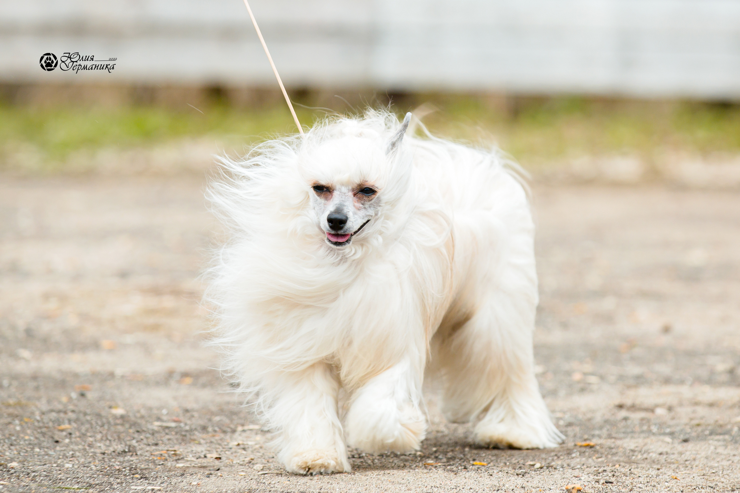 Александров 2хСАС 8 мая 2022. Фотограф-анималист Юлия Германика