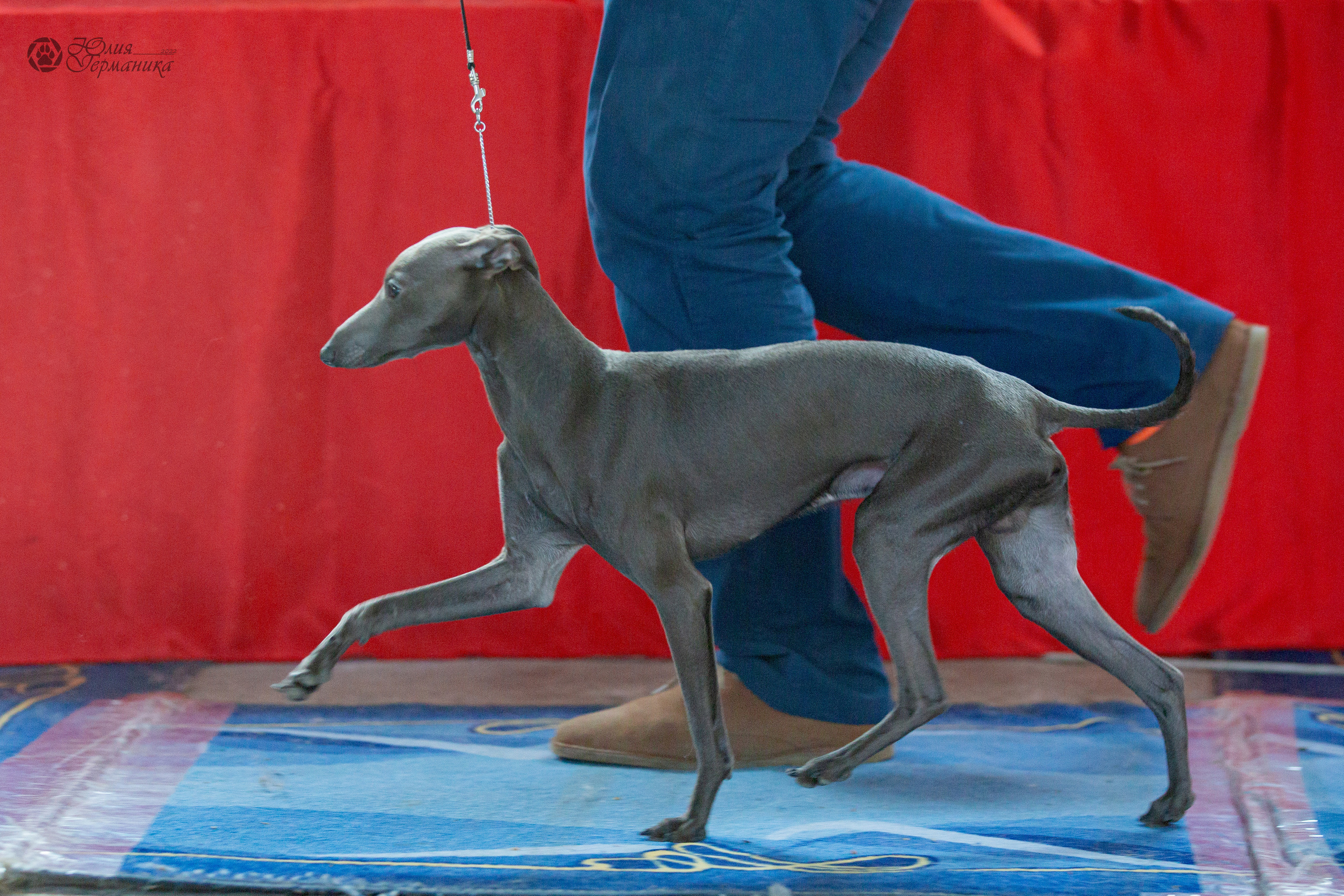 Сергиев Посад 23.04.2022. Фотограф-анималист Юлия Германика