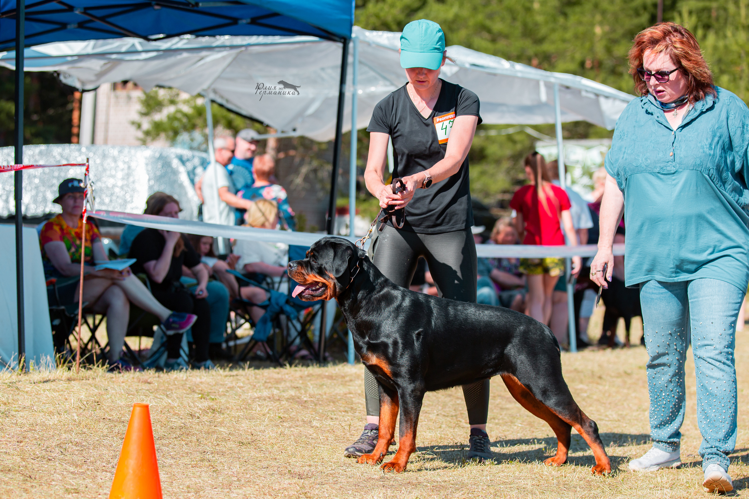 Тверь моно ротвейлеров 2-3.07.2022. Фотограф-анималист Юлия Германика