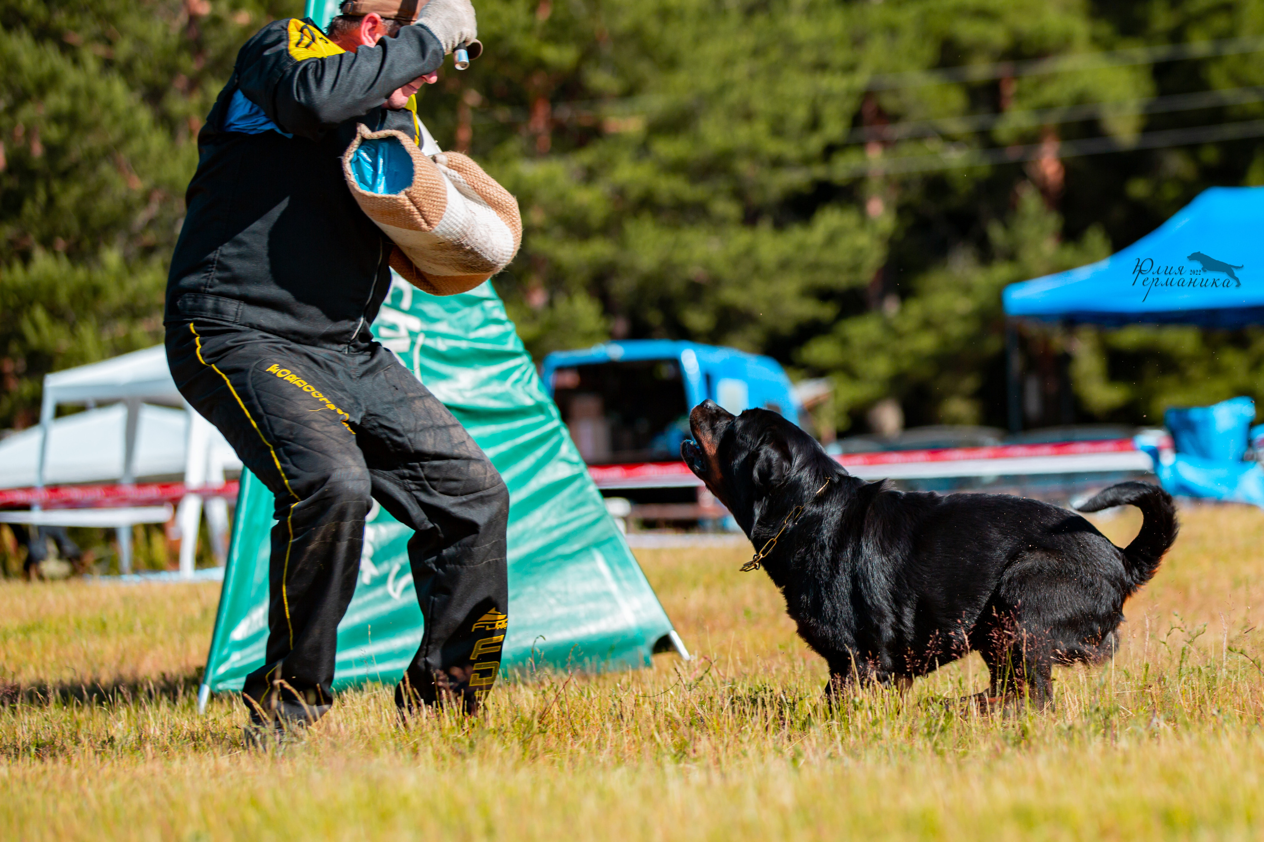 Тверь моно ротвейлеров 2-3.07.2022. Фотограф-анималист Юлия Германика