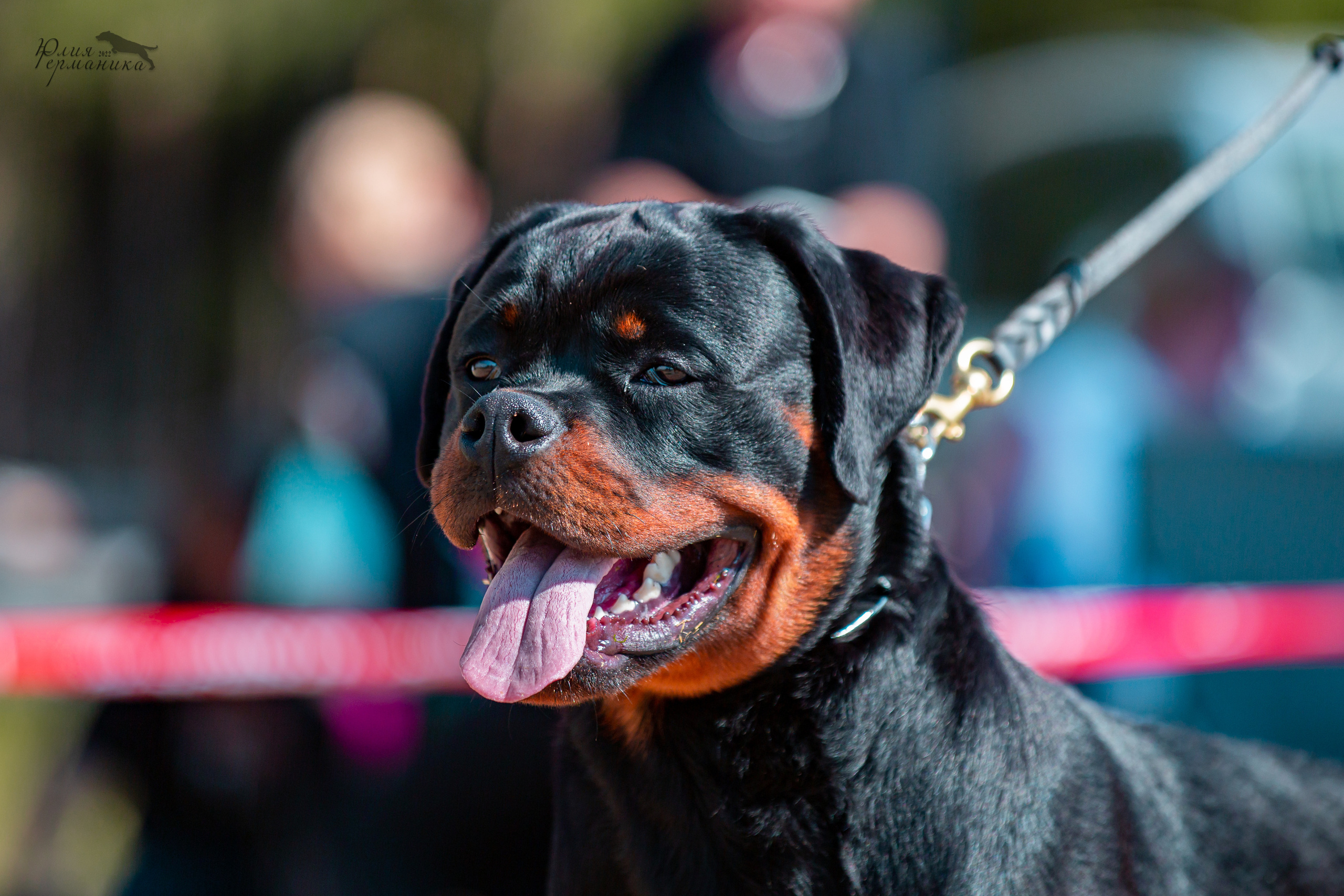 Тверь моно ротвейлеров 2-3.07.2022. Фотограф-анималист Юлия Германика