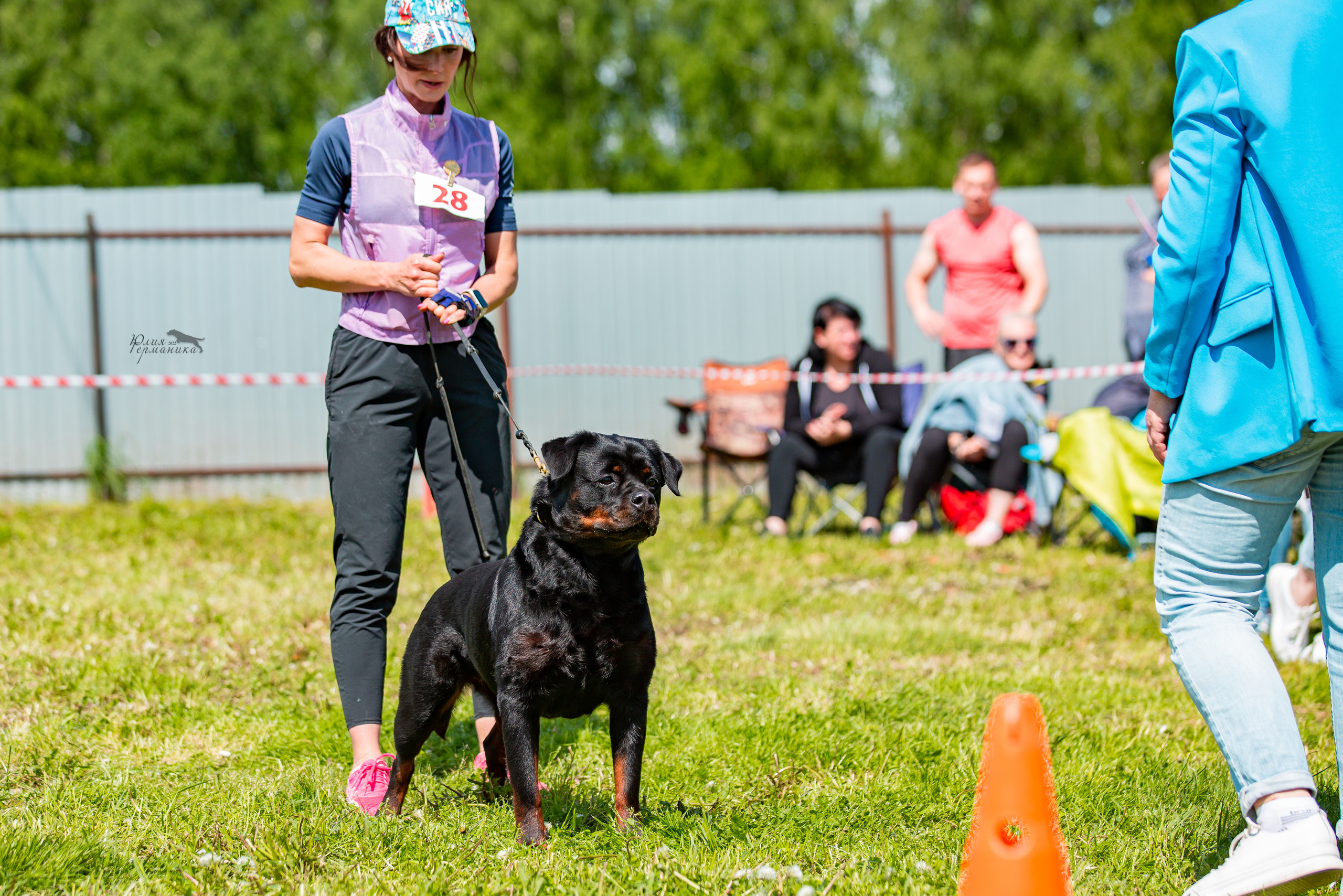 Нижний Новгород моно ротвейлеров 4 июня 2022. Фотограф-анималист Юлия Германика