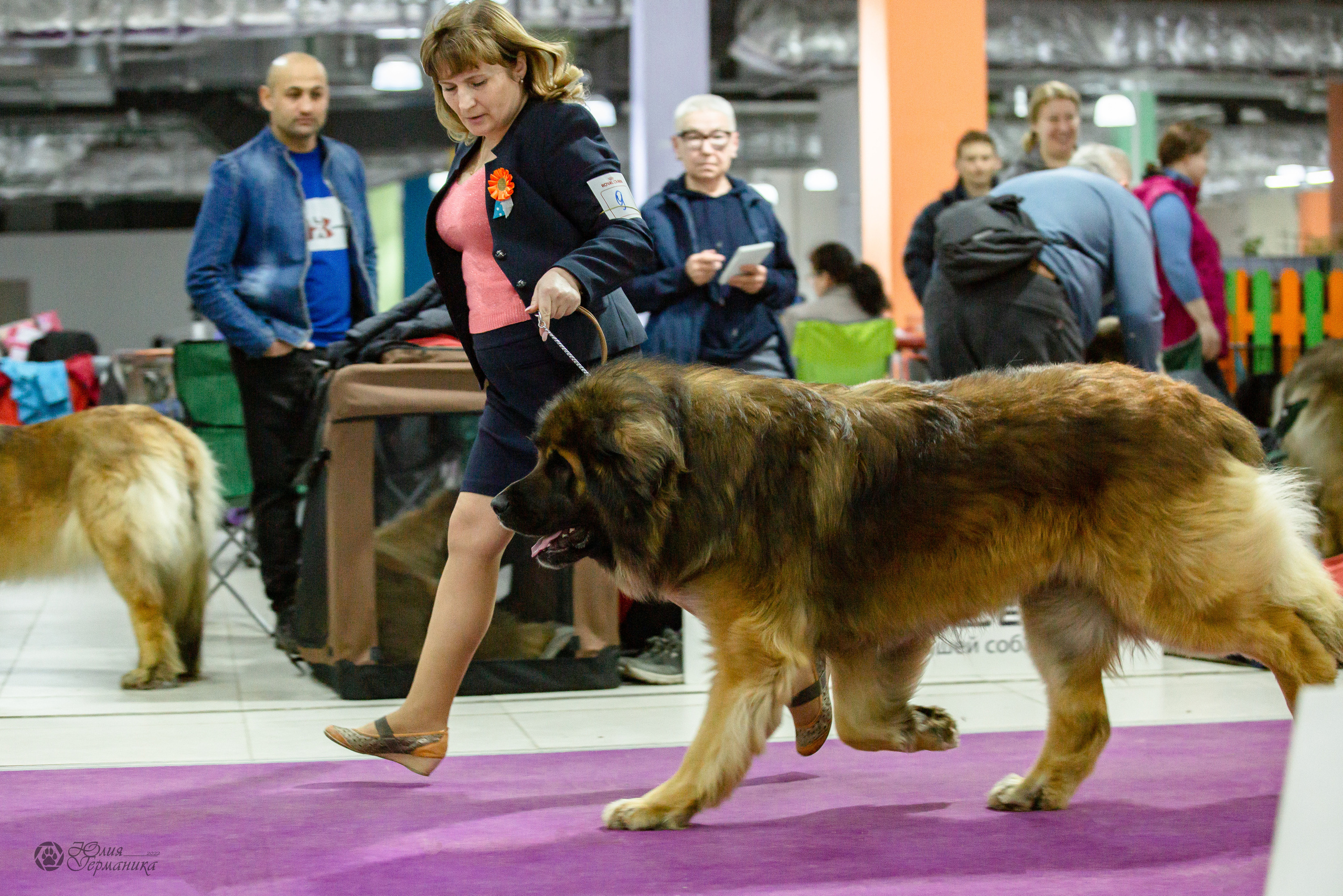 Чайна-Таун 16-17 апреля 2022. Фотограф-анималист Юлия Германика