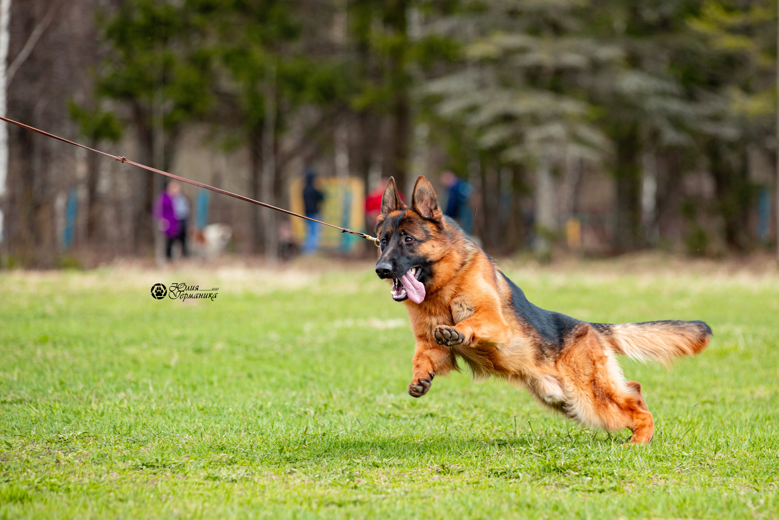 Свободная съемка. Фотограф-анималист Юлия Германика