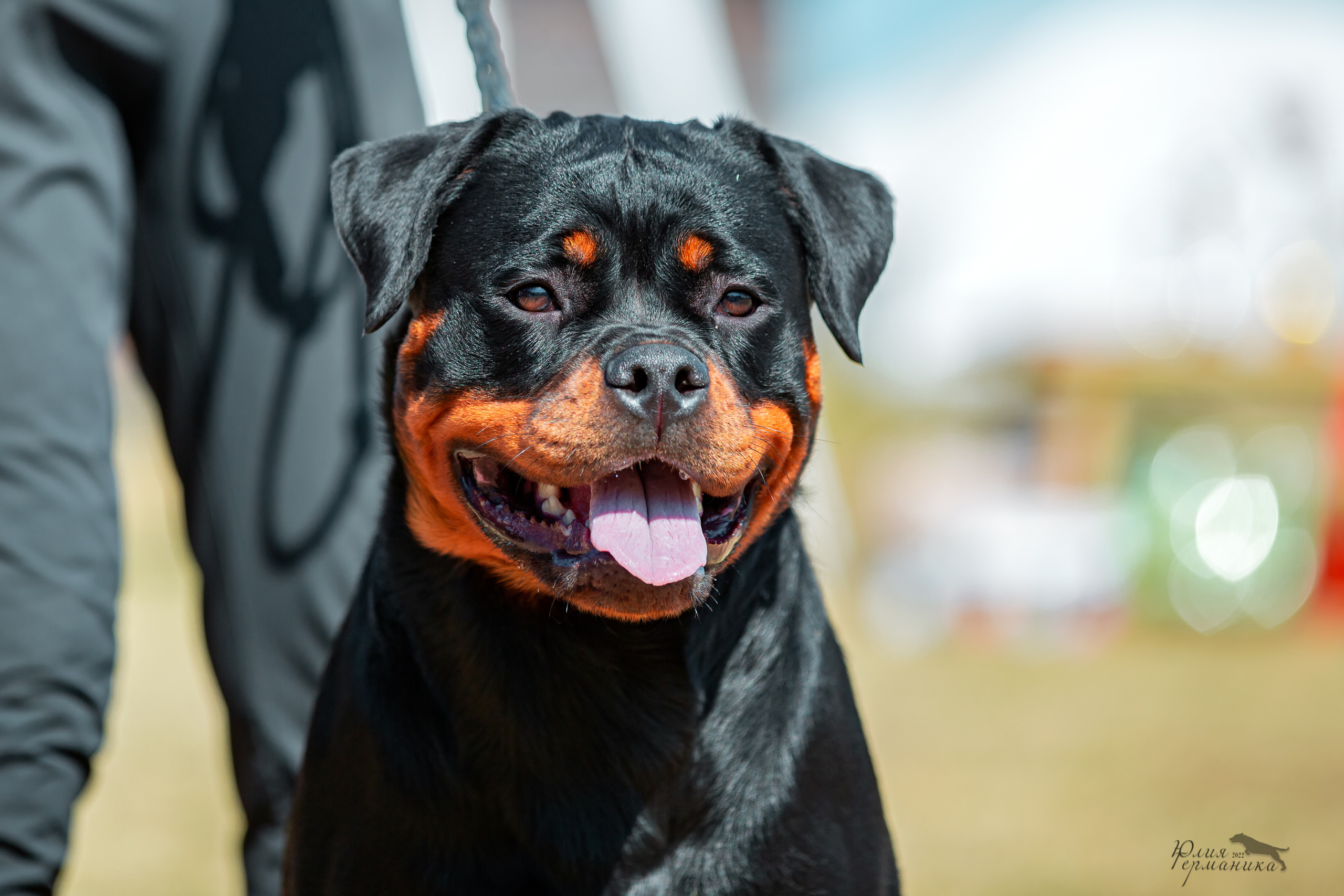 Тверь моно ротвейлеров 2-3.07.2022. Фотограф-анималист Юлия Германика