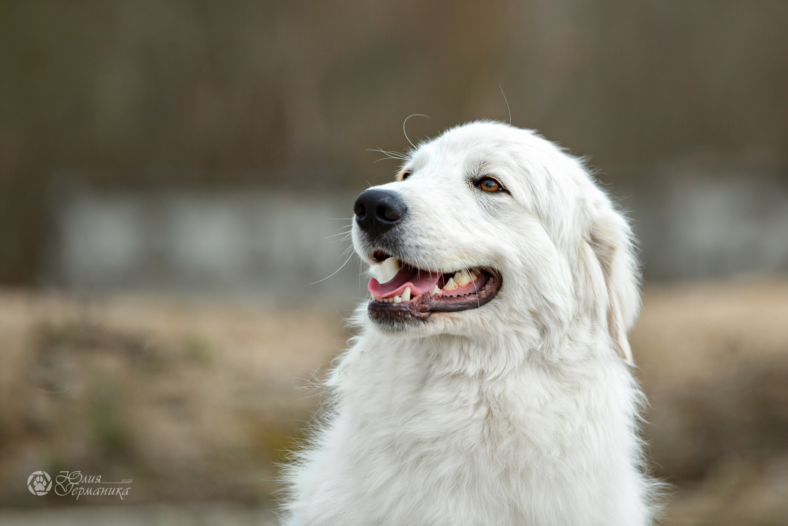 Сергиев Посад 23.04.2022. Фотограф-анималист Юлия Германика
